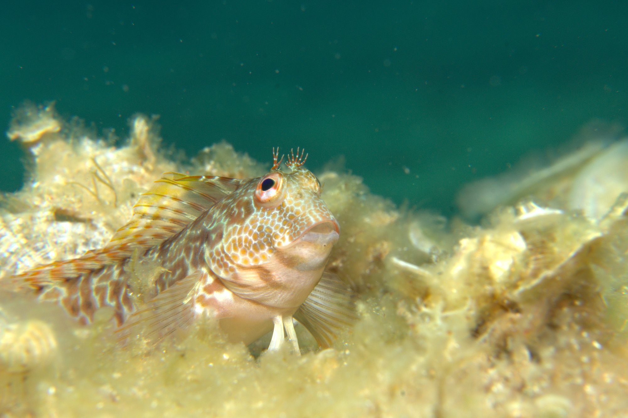 Blenny