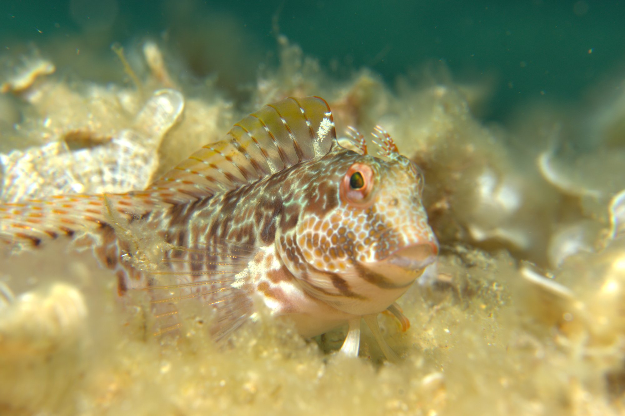 Blenny