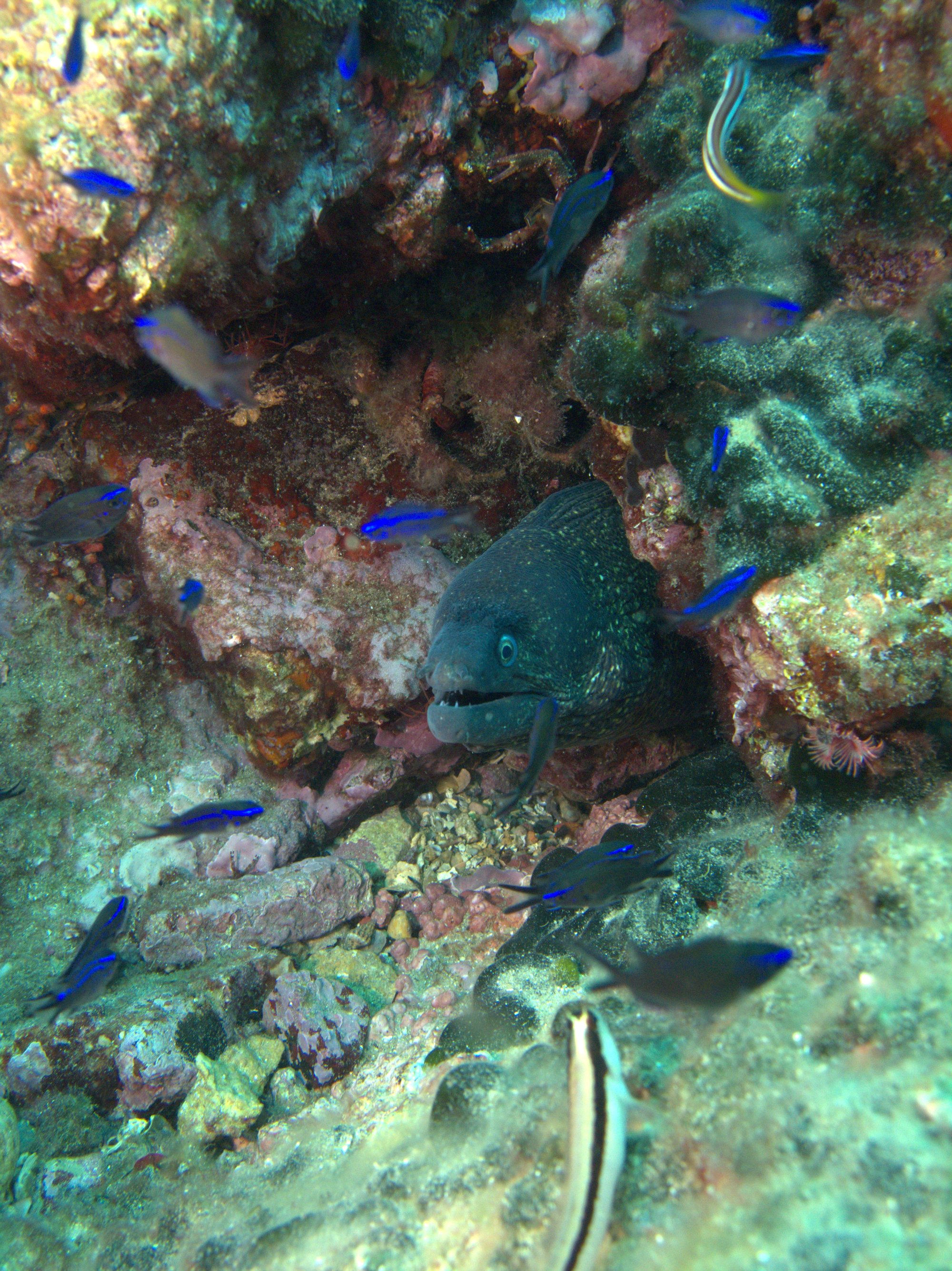 Chromis, Morena
