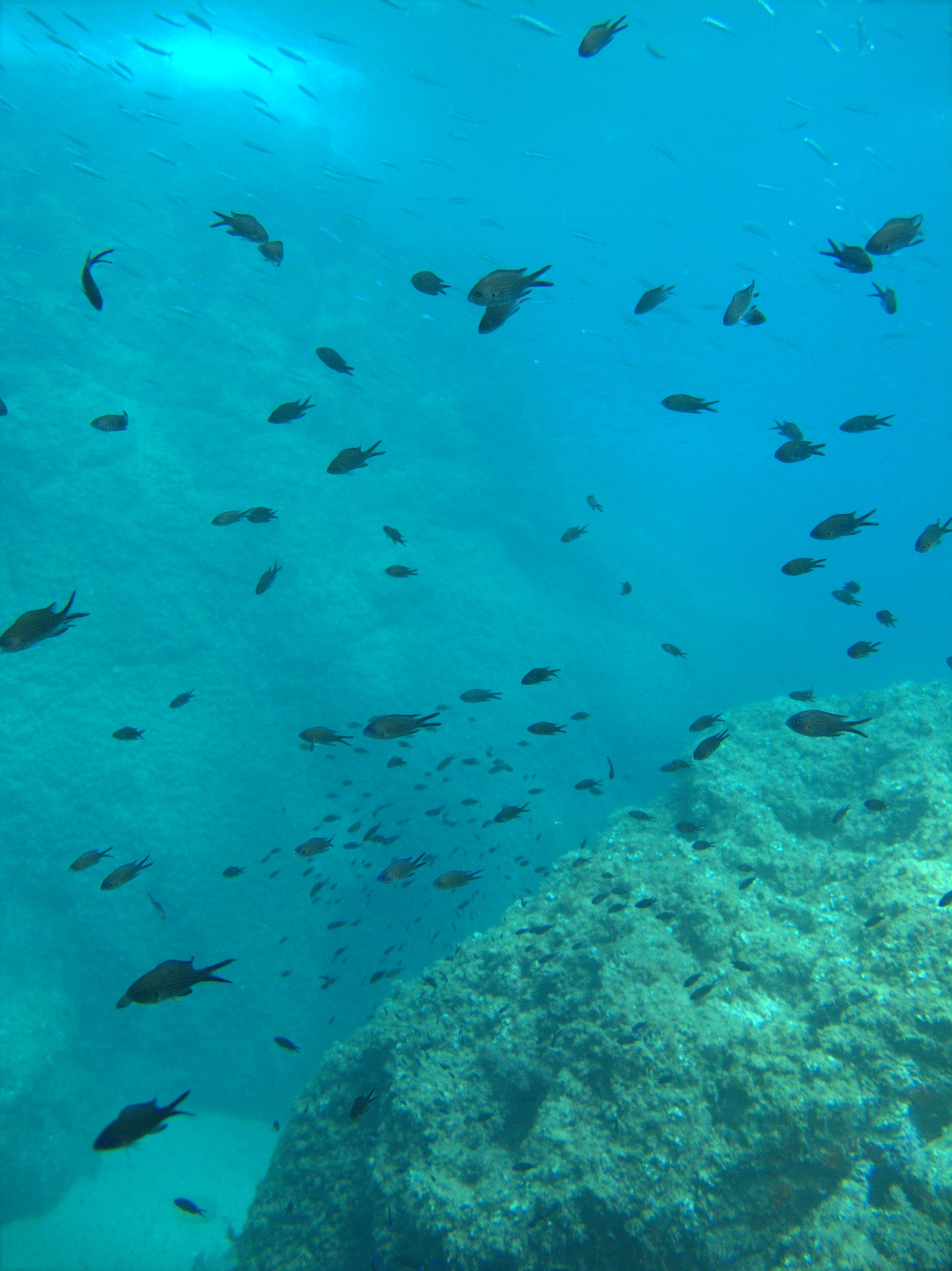 Chromis, Damselfish