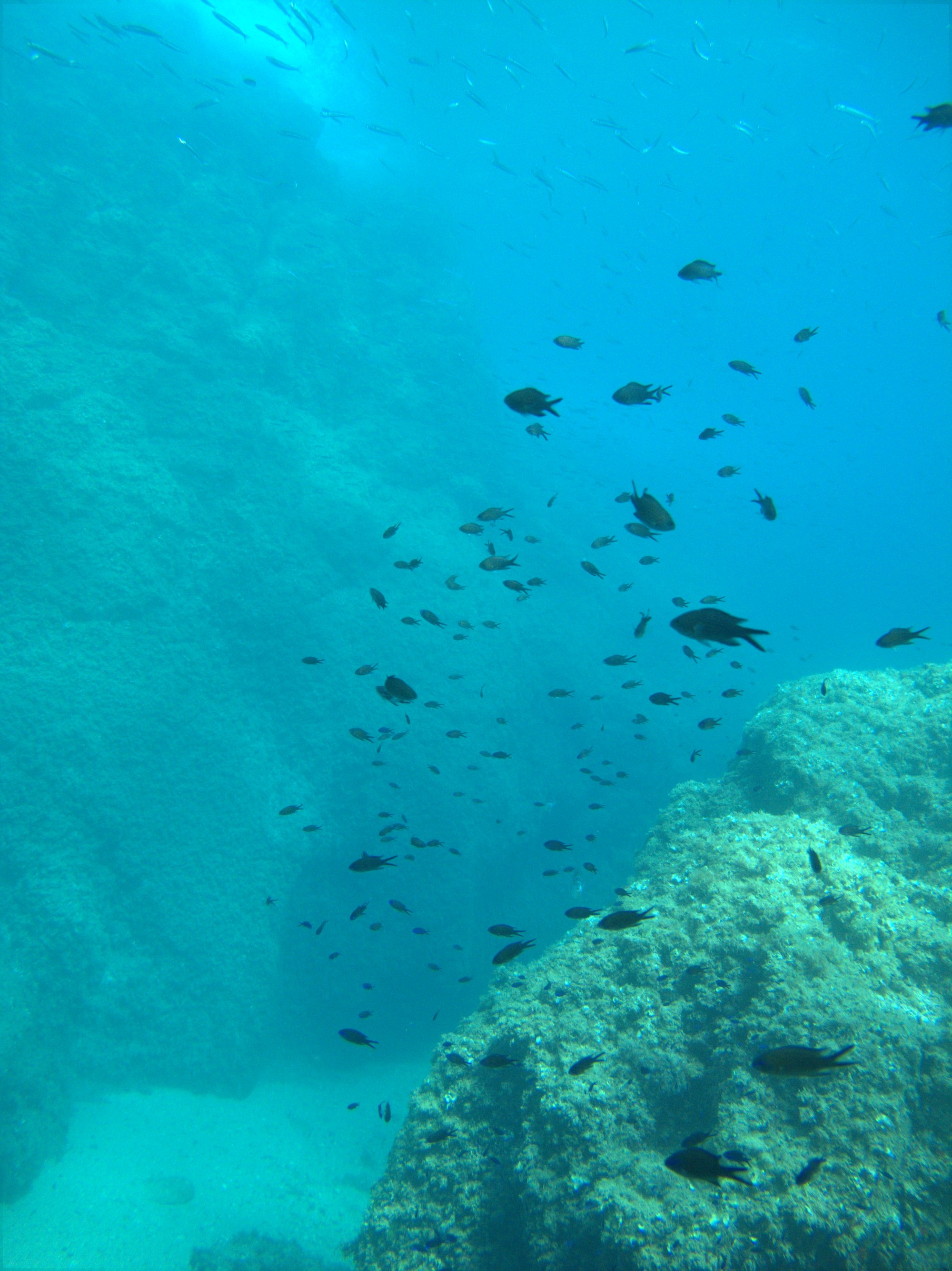Chromis, Damselfish