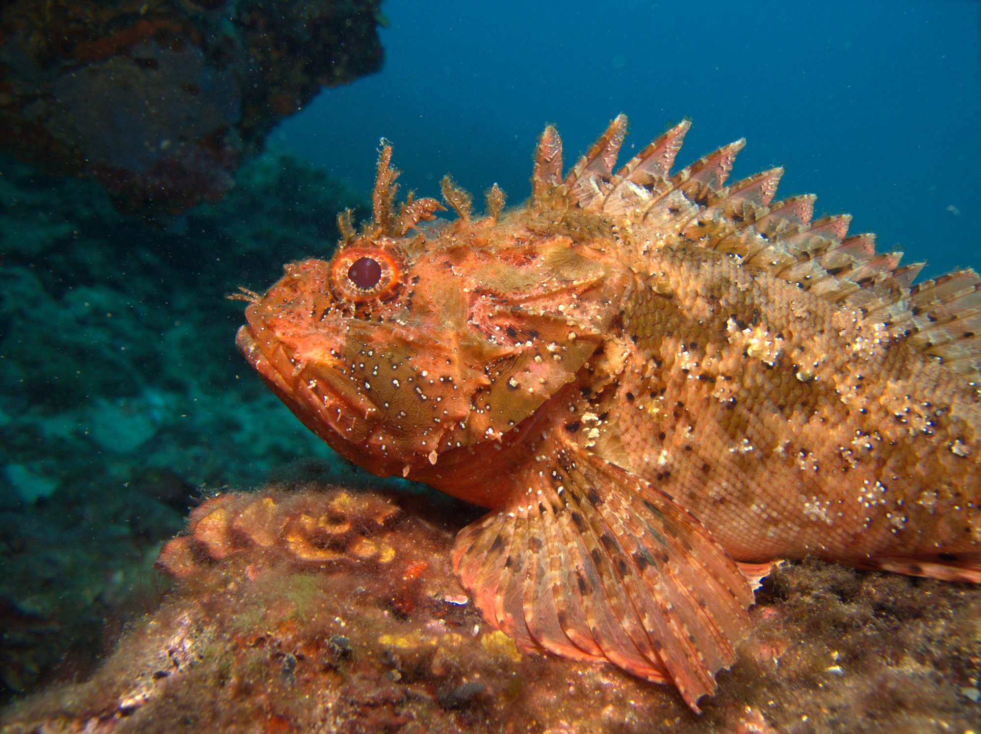 Scorpionfish