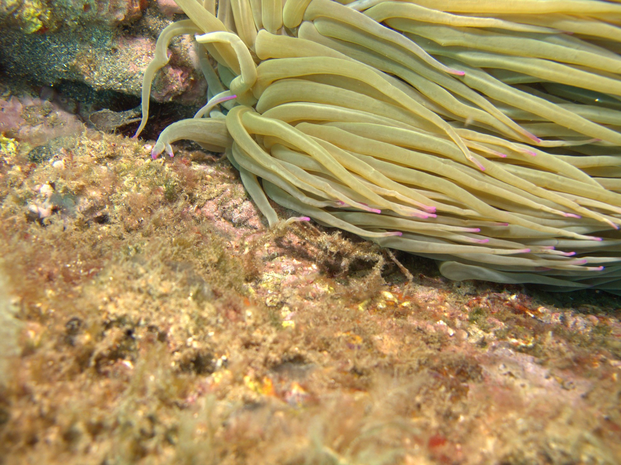 Anemone, Cangrejo Araña, Crab