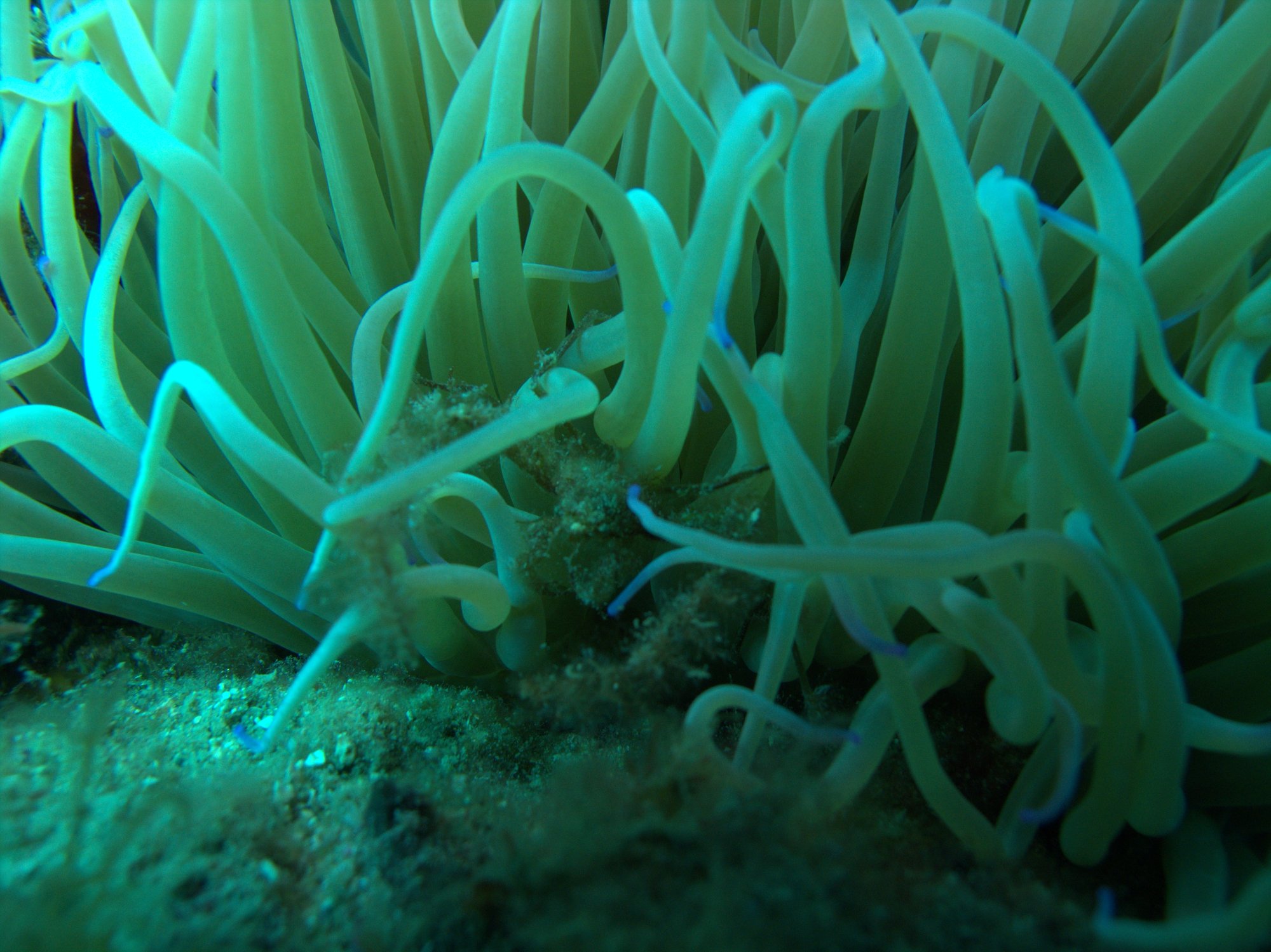 Anemone, Cangrejo Araña