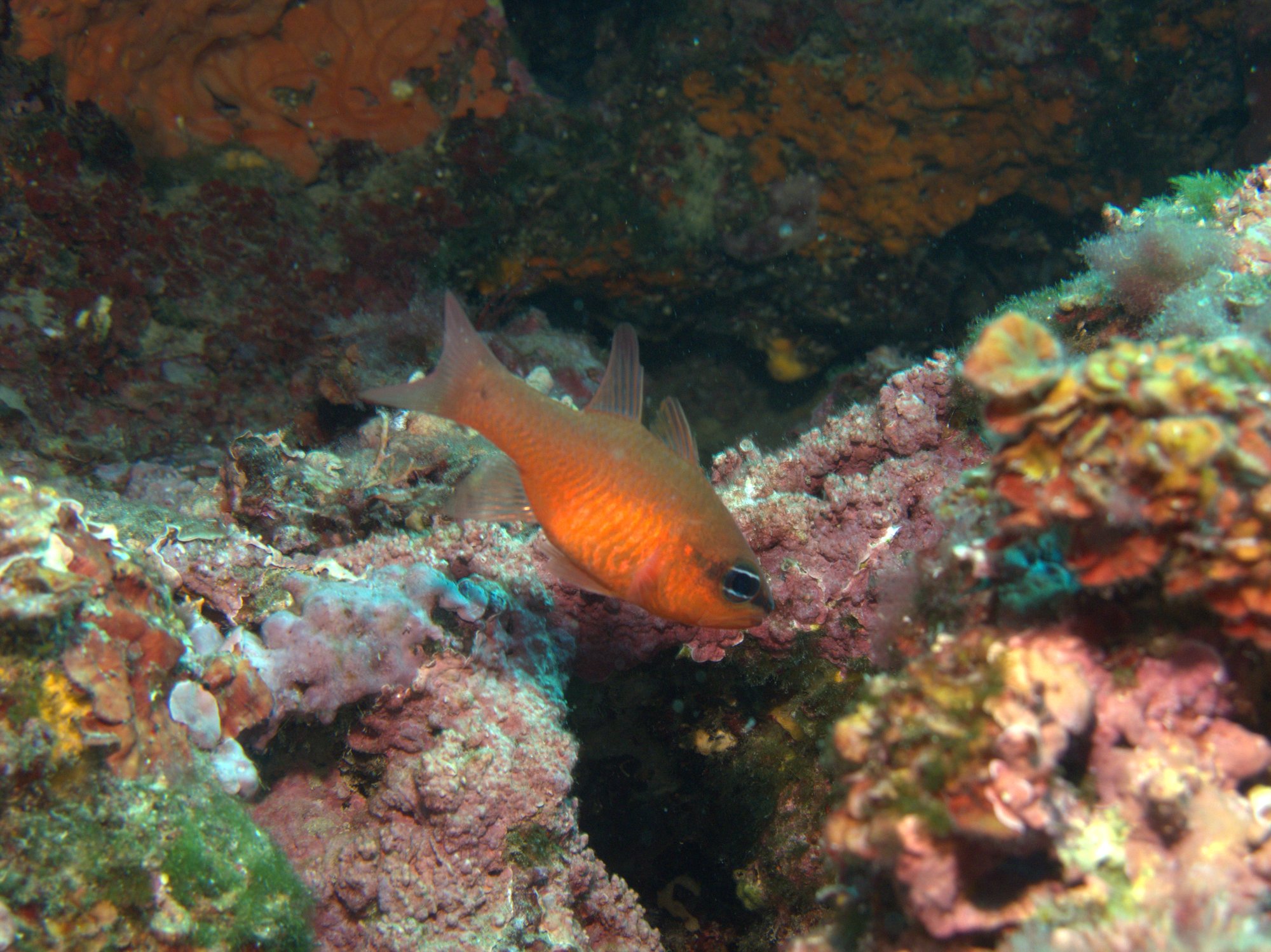 Cardinalfish