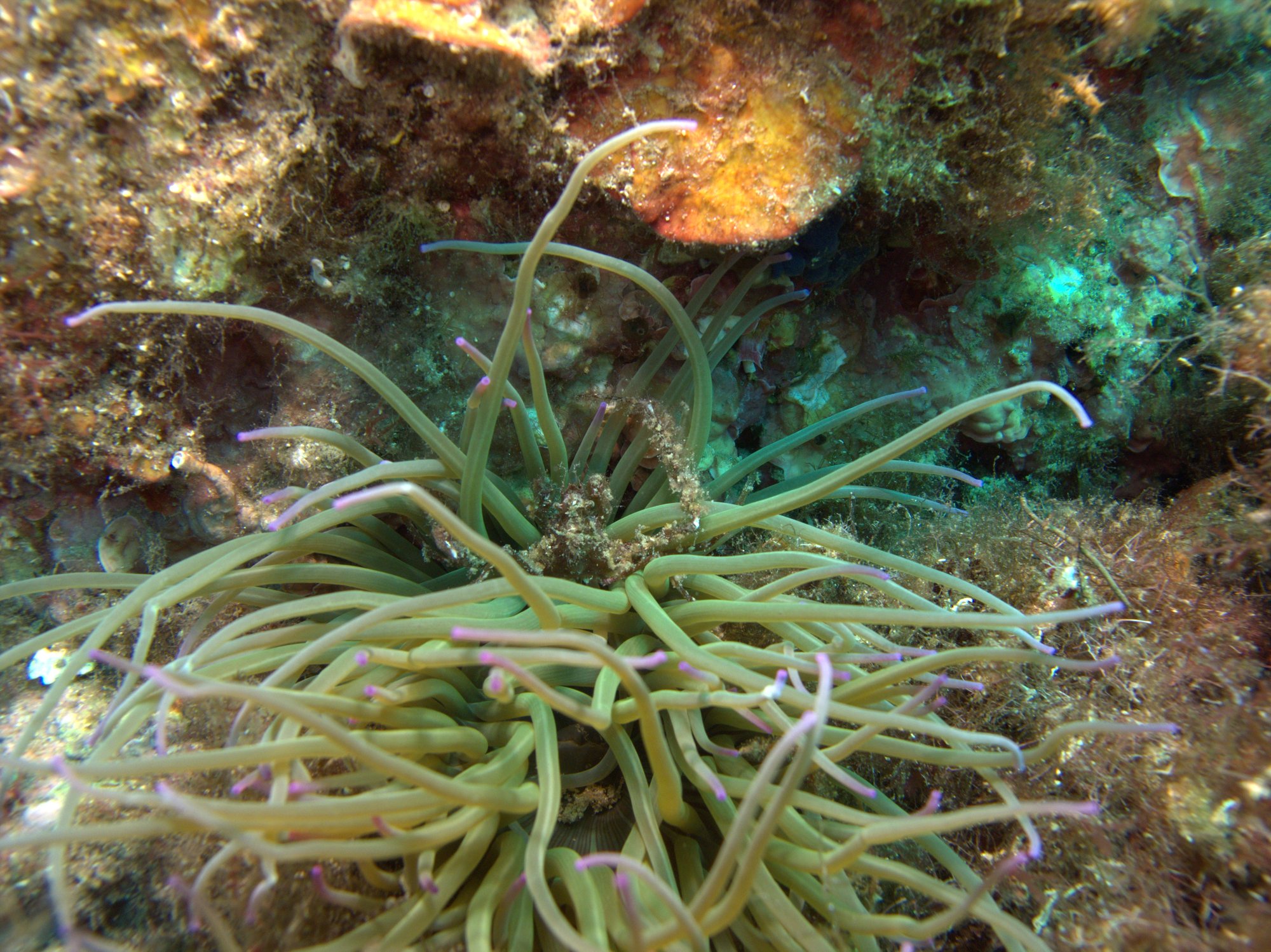 Anemone, Cangrejo Araña