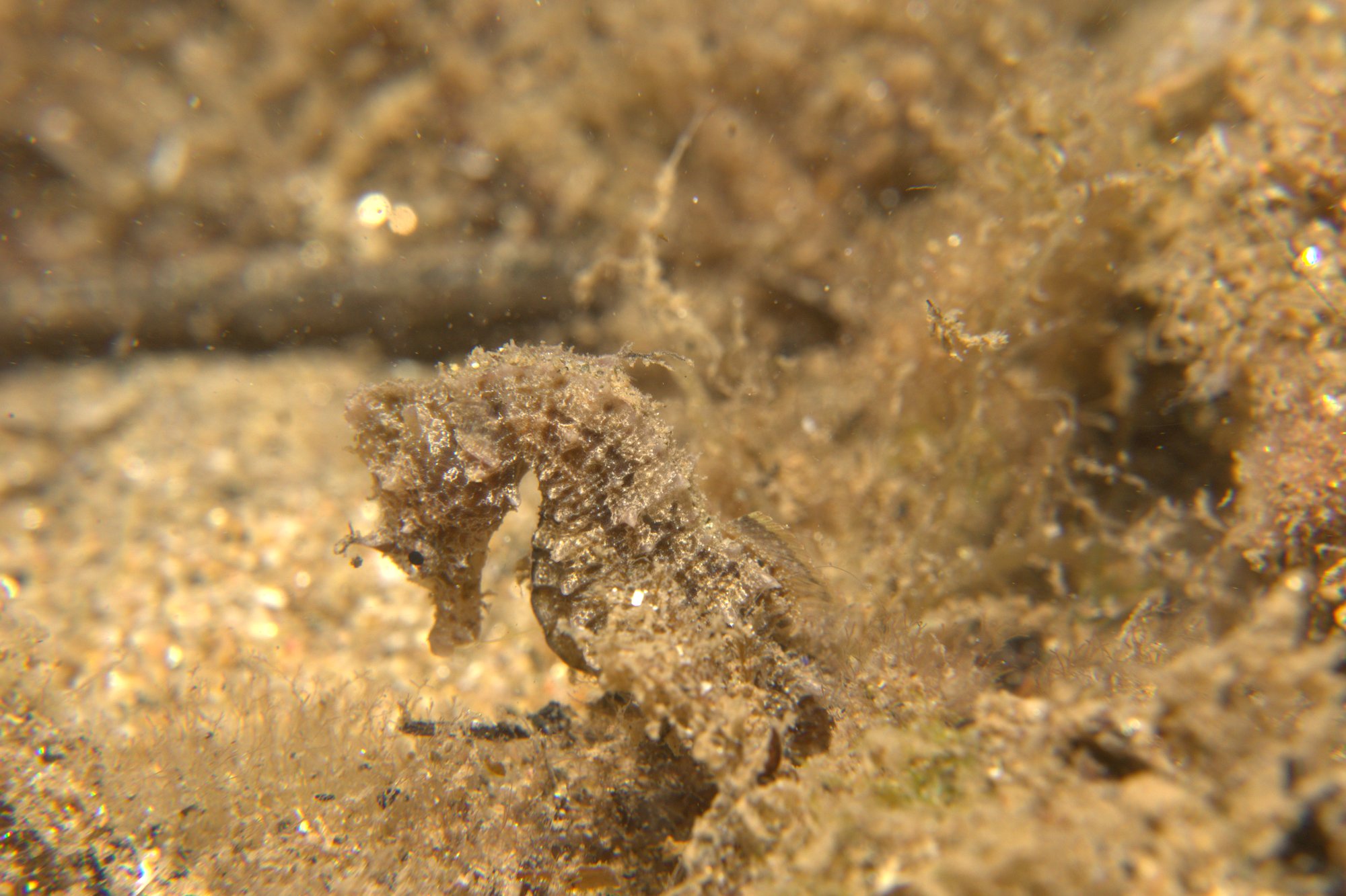 Caballito De Mar, Sea Horse