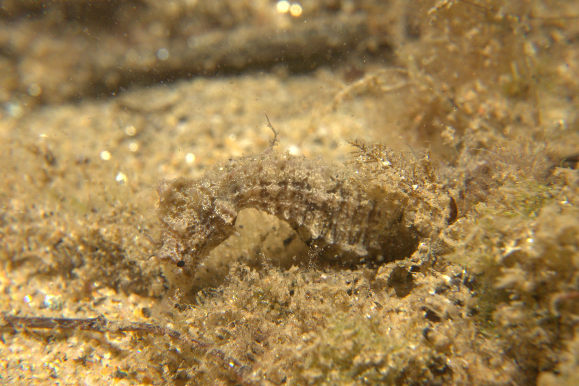 Caballito De Mar, Sea Horse
