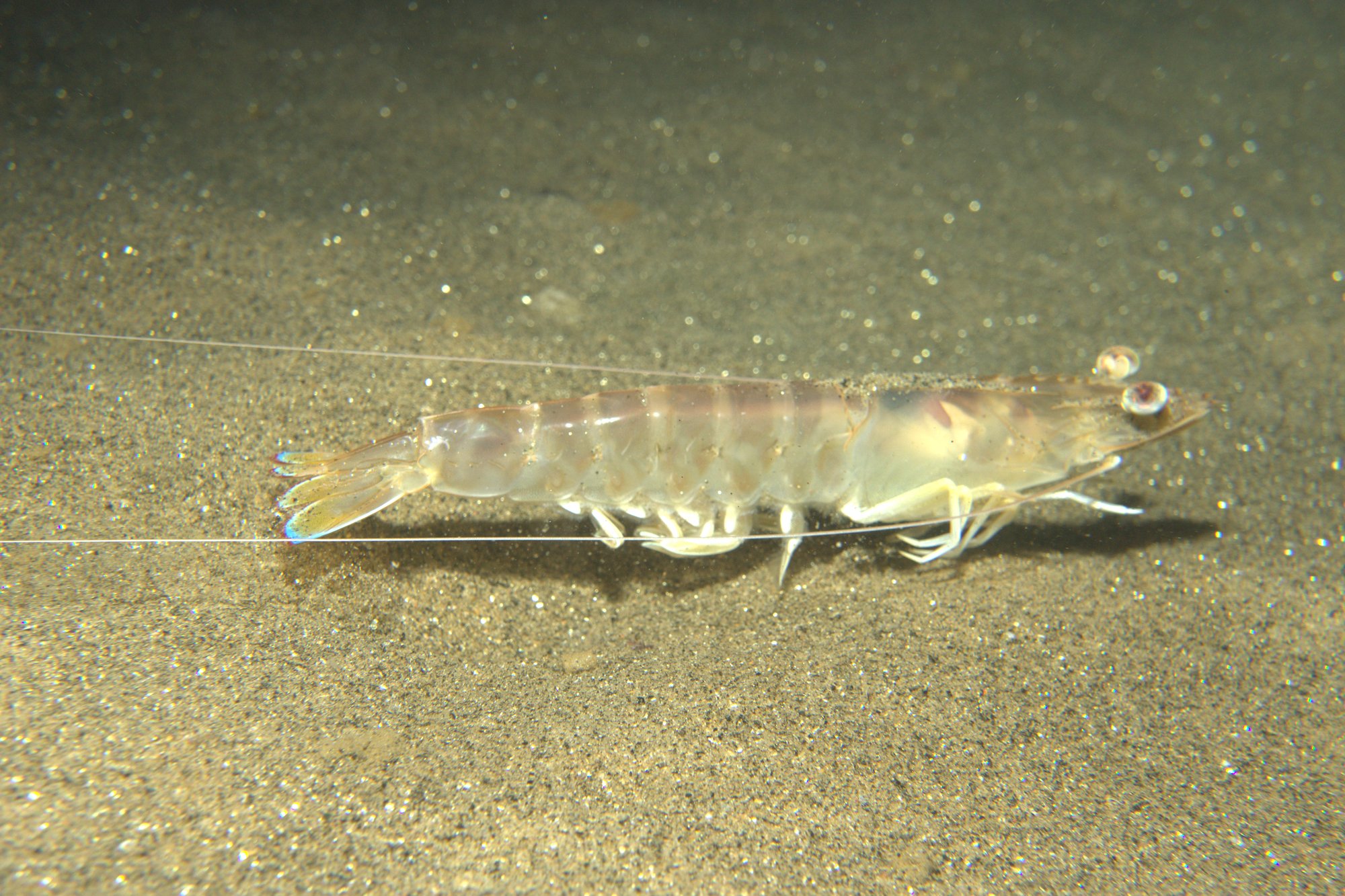 Langostino