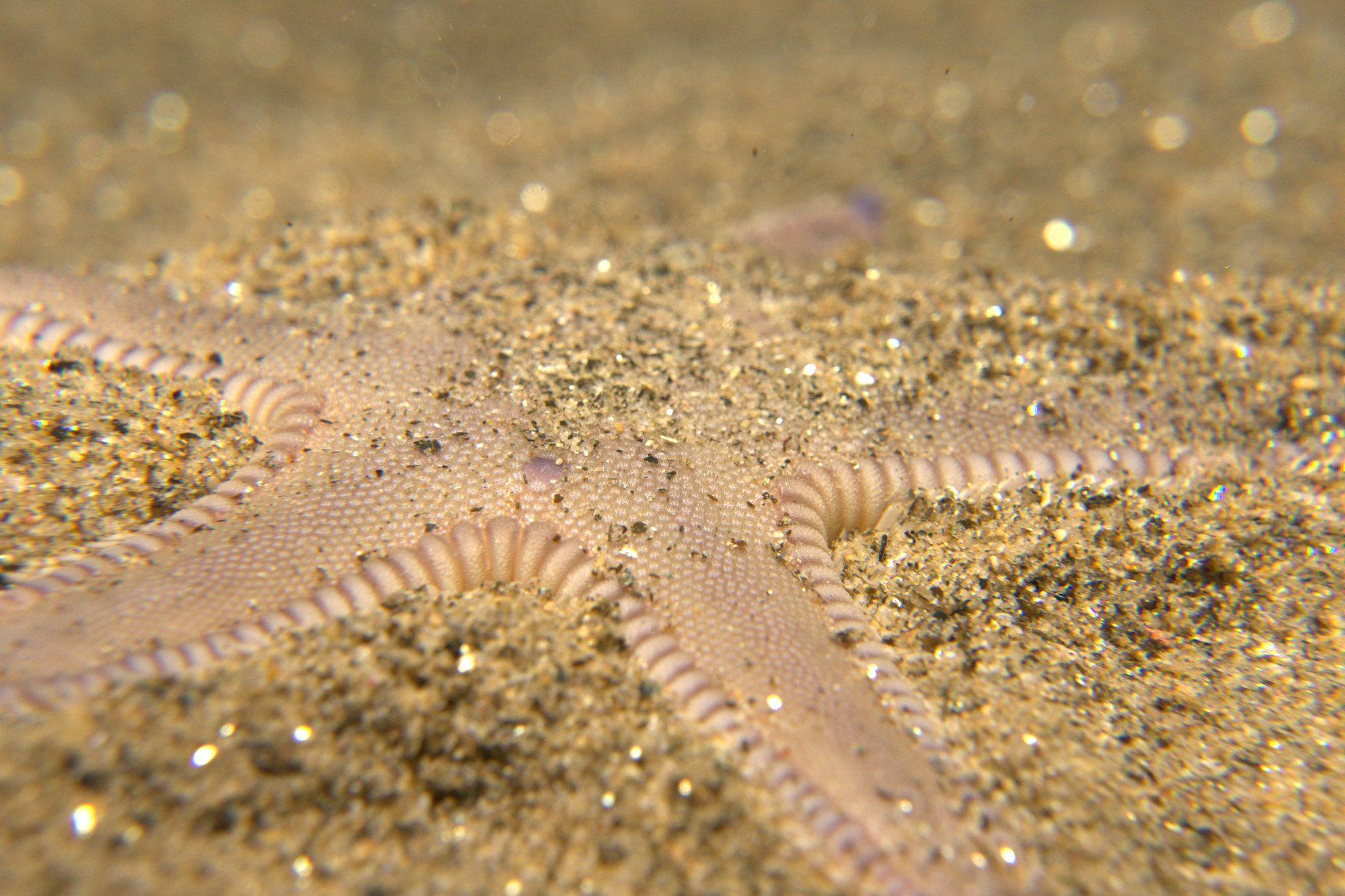 Astropecten Irregularis, Starfish