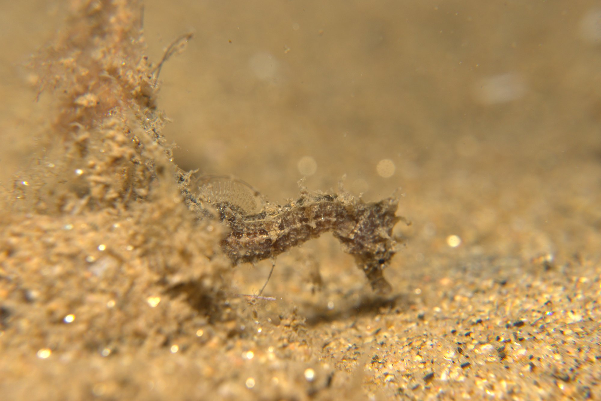 Caballito De Mar, Sea Horse
