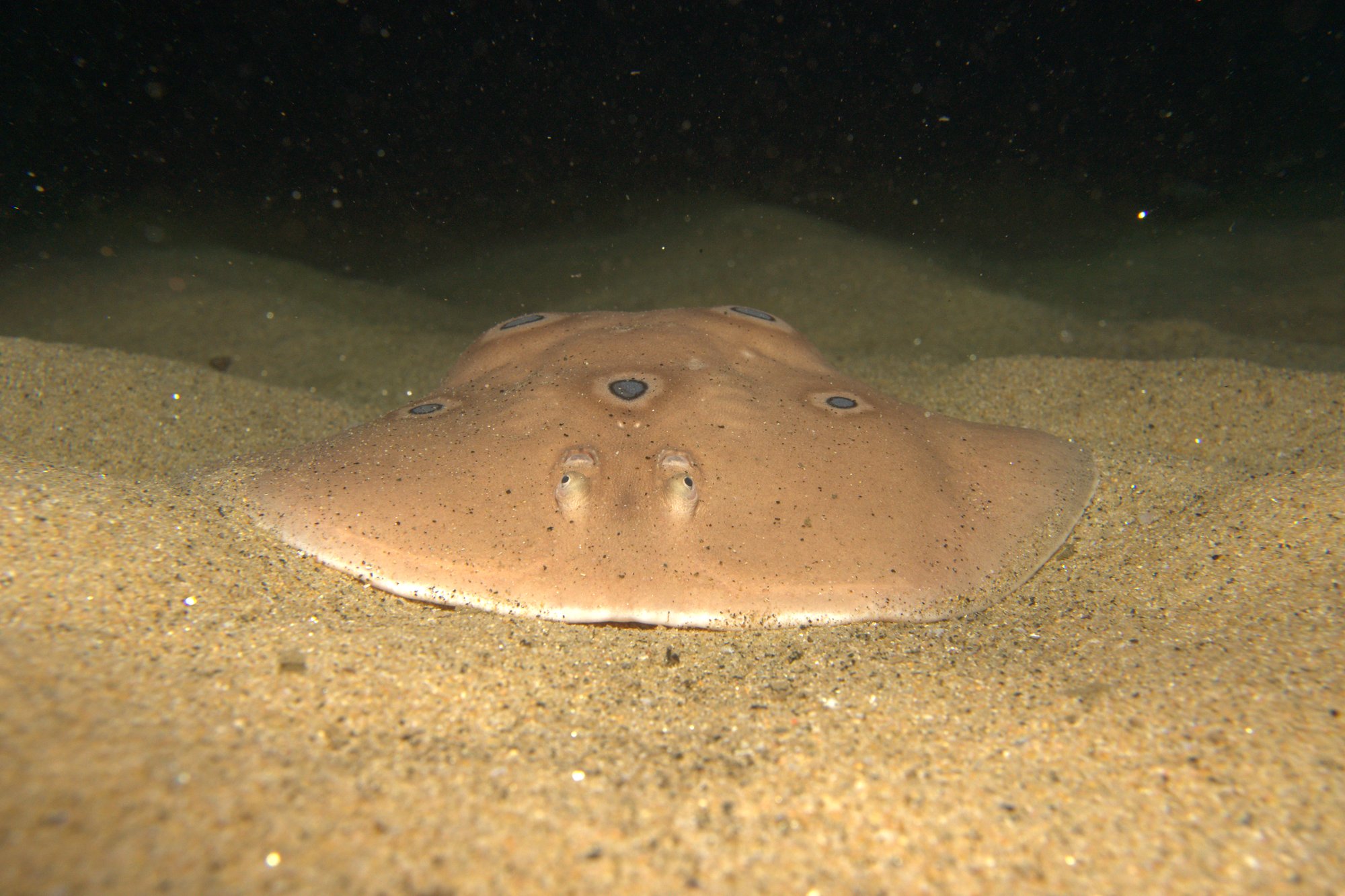 Templadera Comun, Torpedo Torpedo