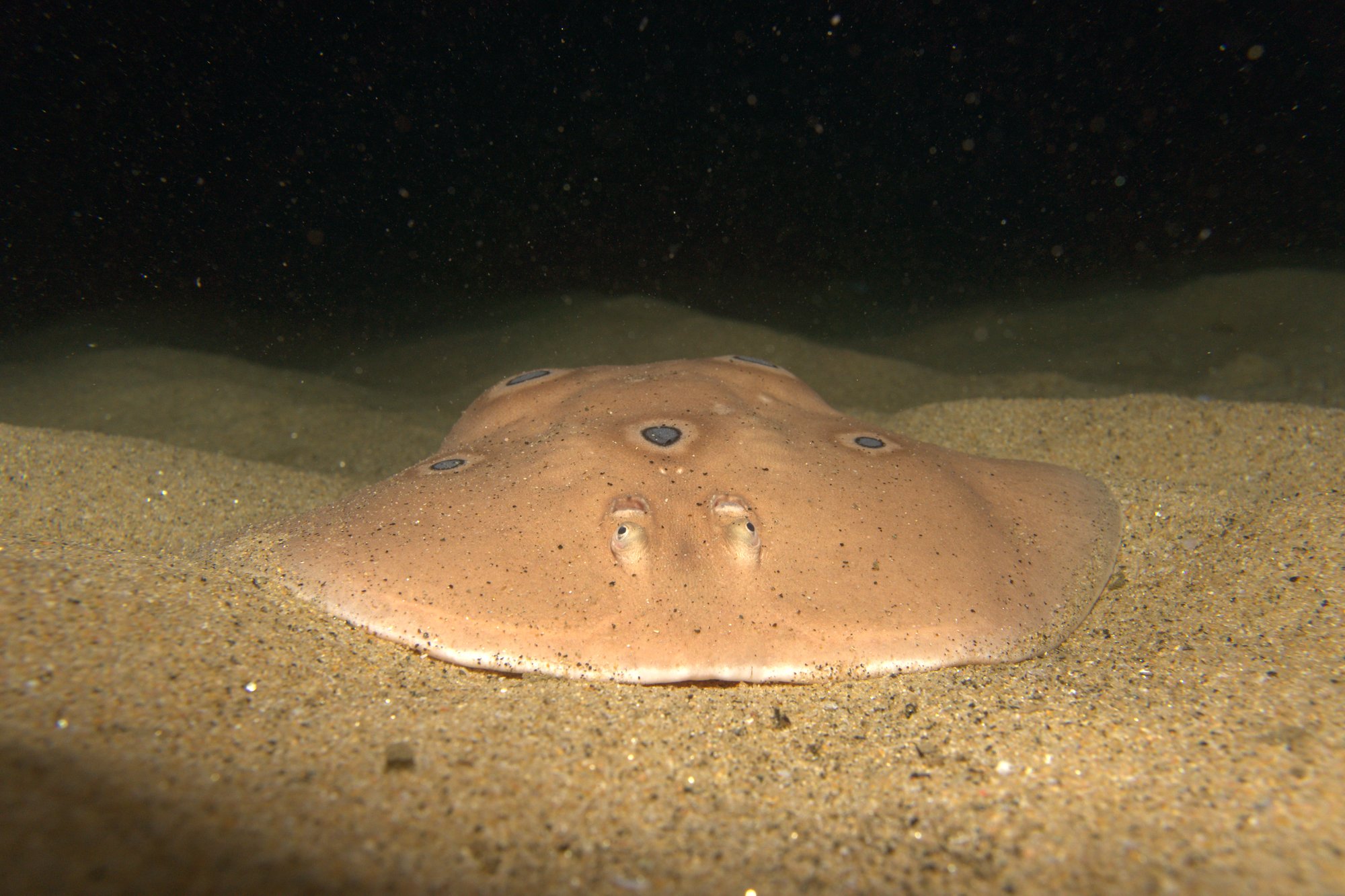 Templadera Comun, Torpedo Torpedo