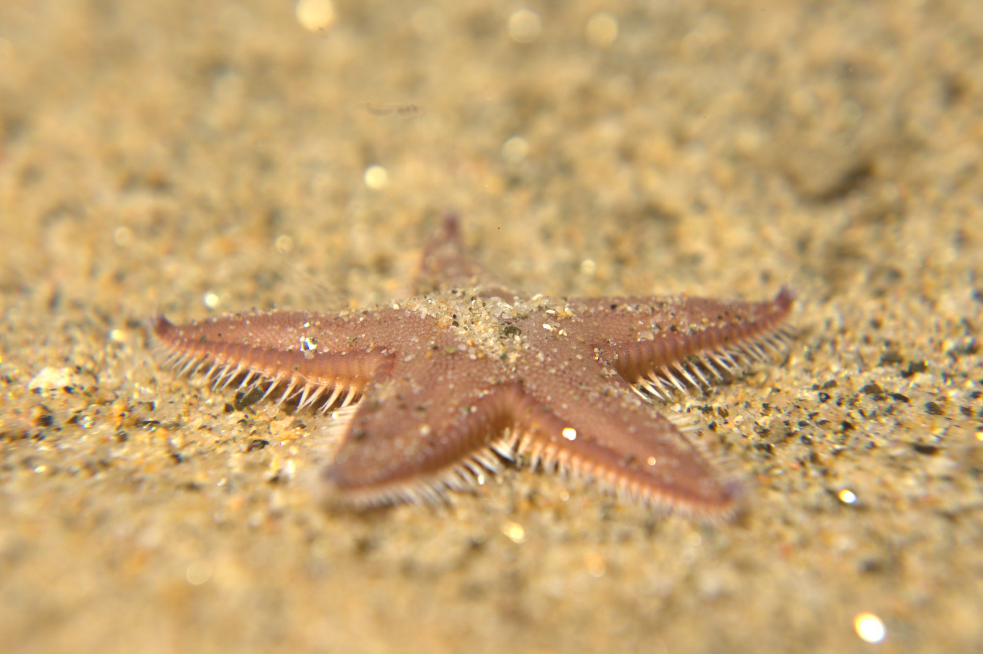 Astropecten Irregularis