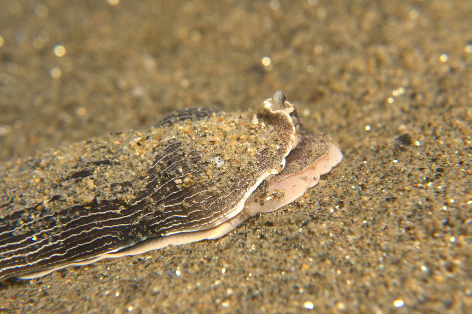 Armina Tigrina, Arminidae, Nudibranch