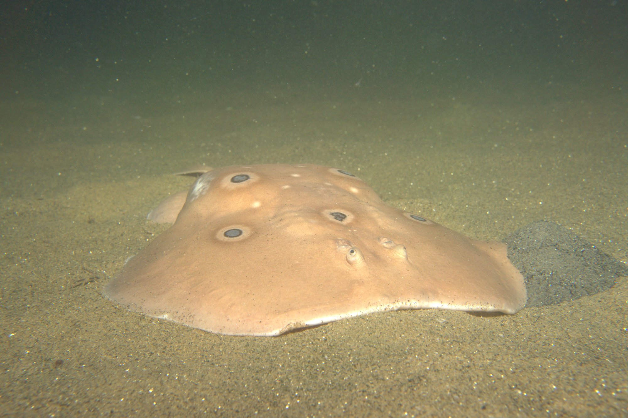 Torpedo Torpedo, Tremielga