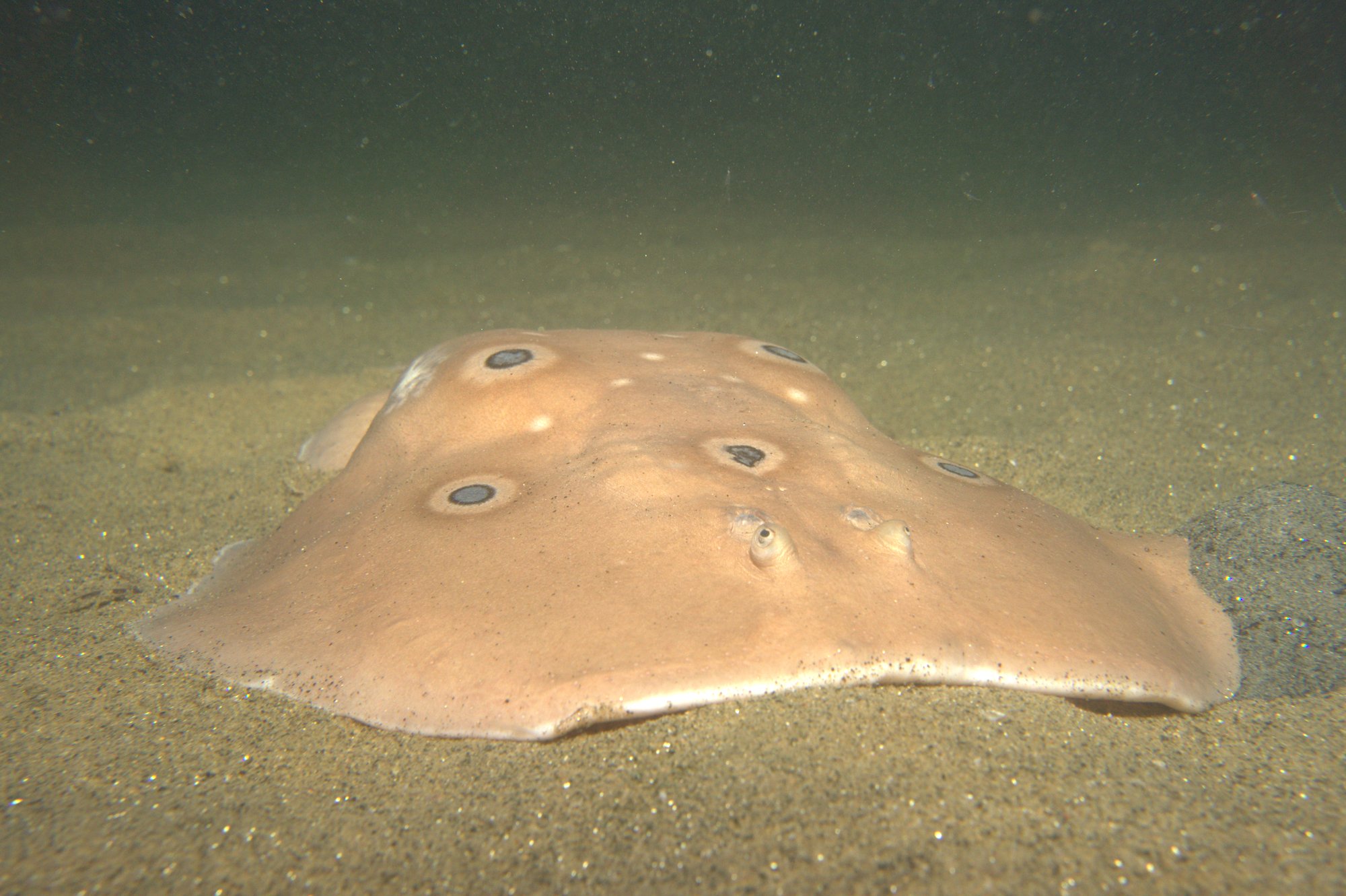 Torpedo Torpedo, Tremielga