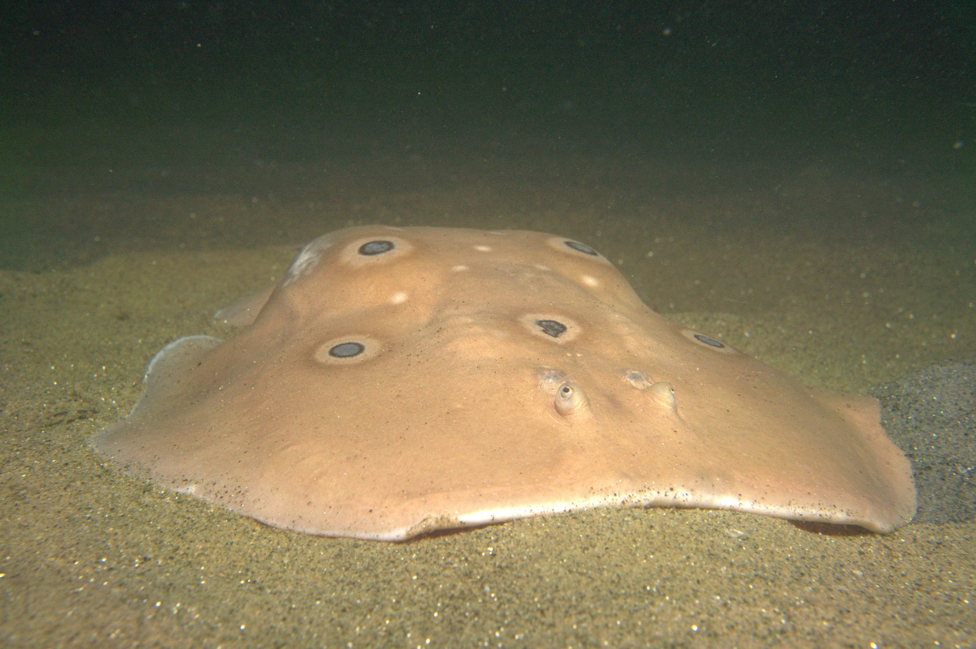 Torpedo Torpedo, Tremielga