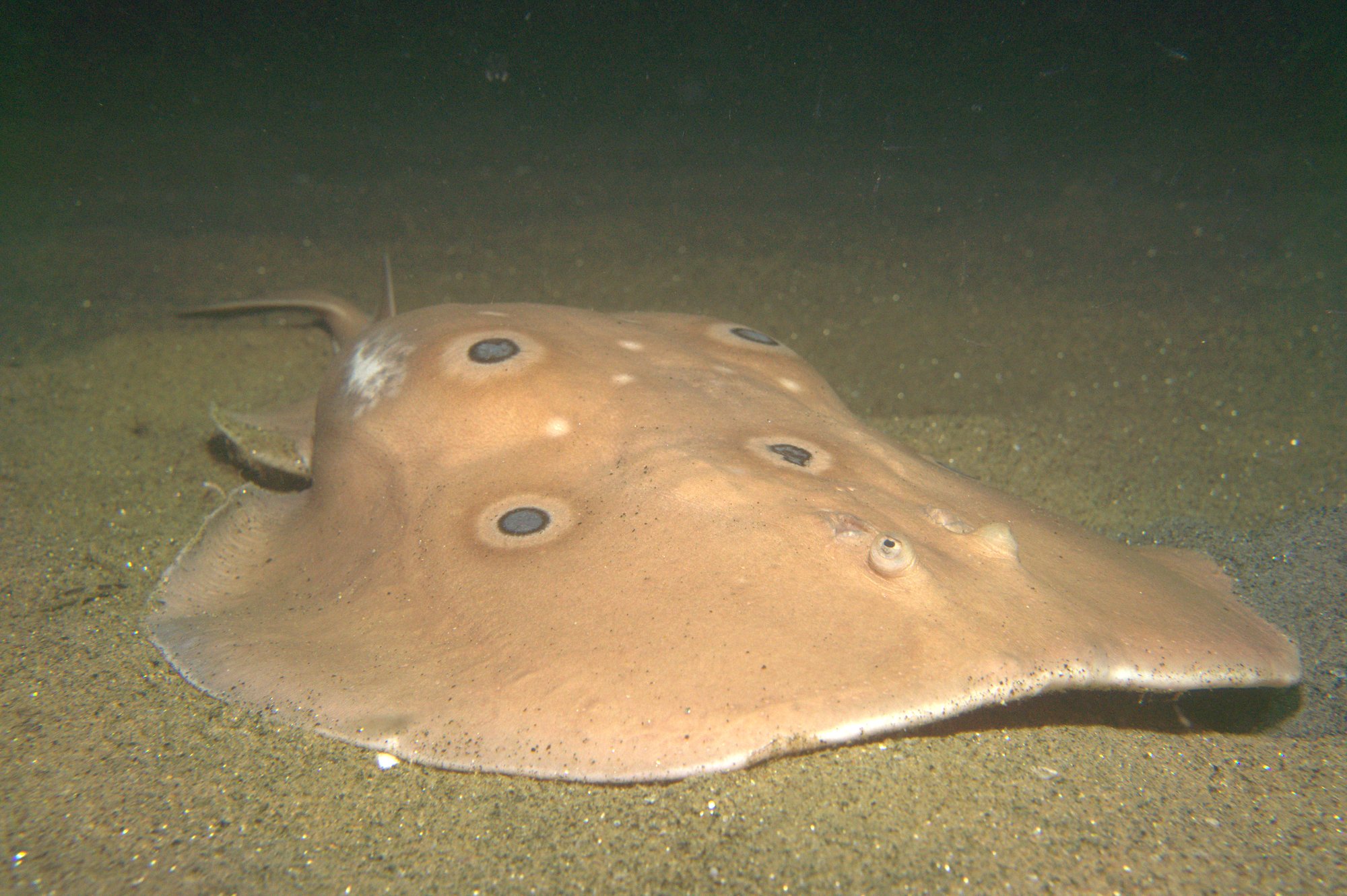 Torpedo Torpedo, Tremielga