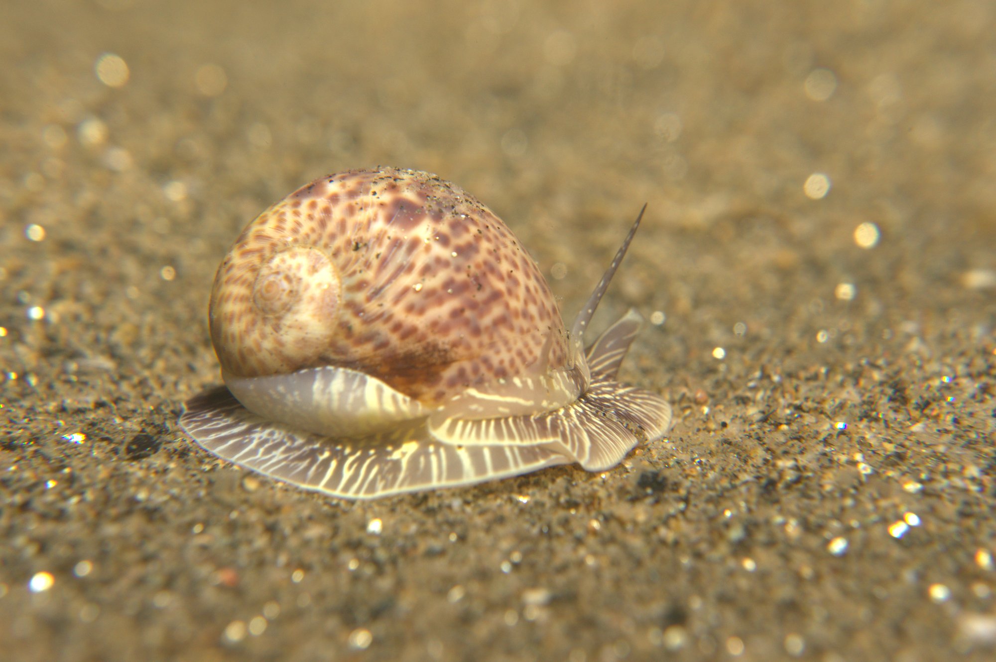 Concha Luna, Naticidae Hebraea