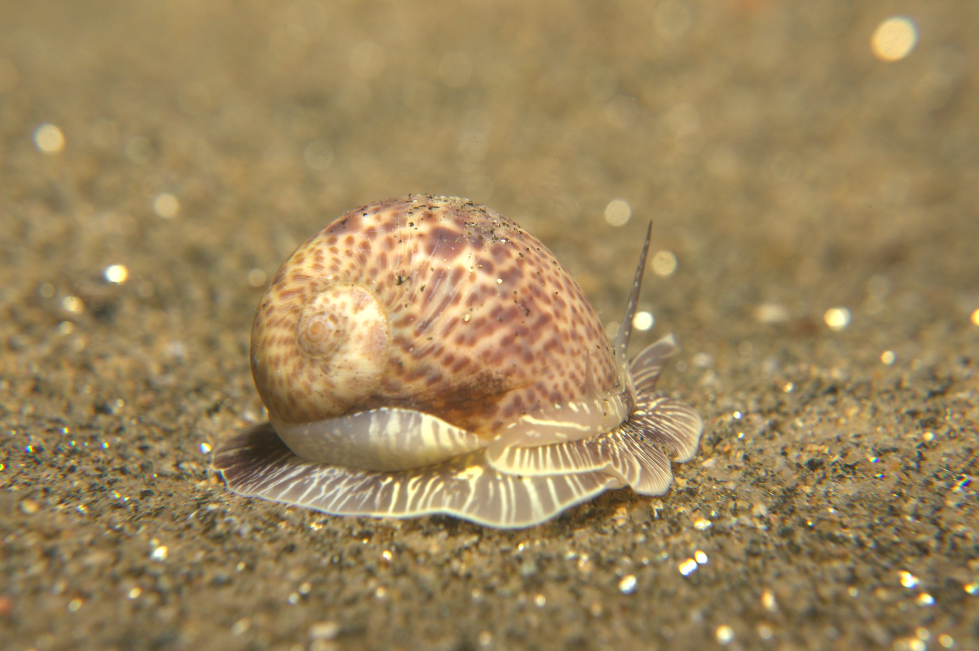 Concha Luna, Naticidae Hebraea