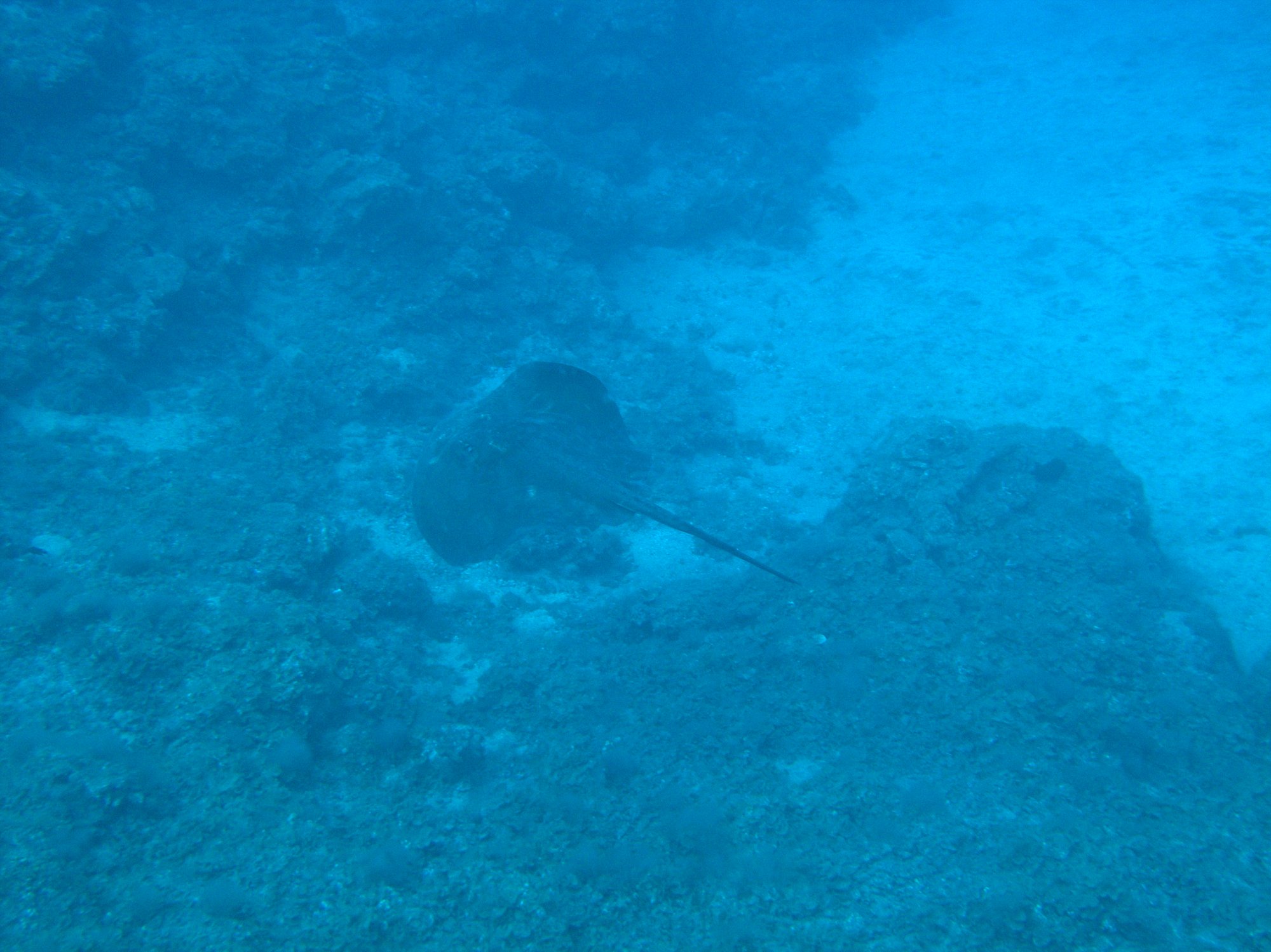 Chucho, Common Stingray