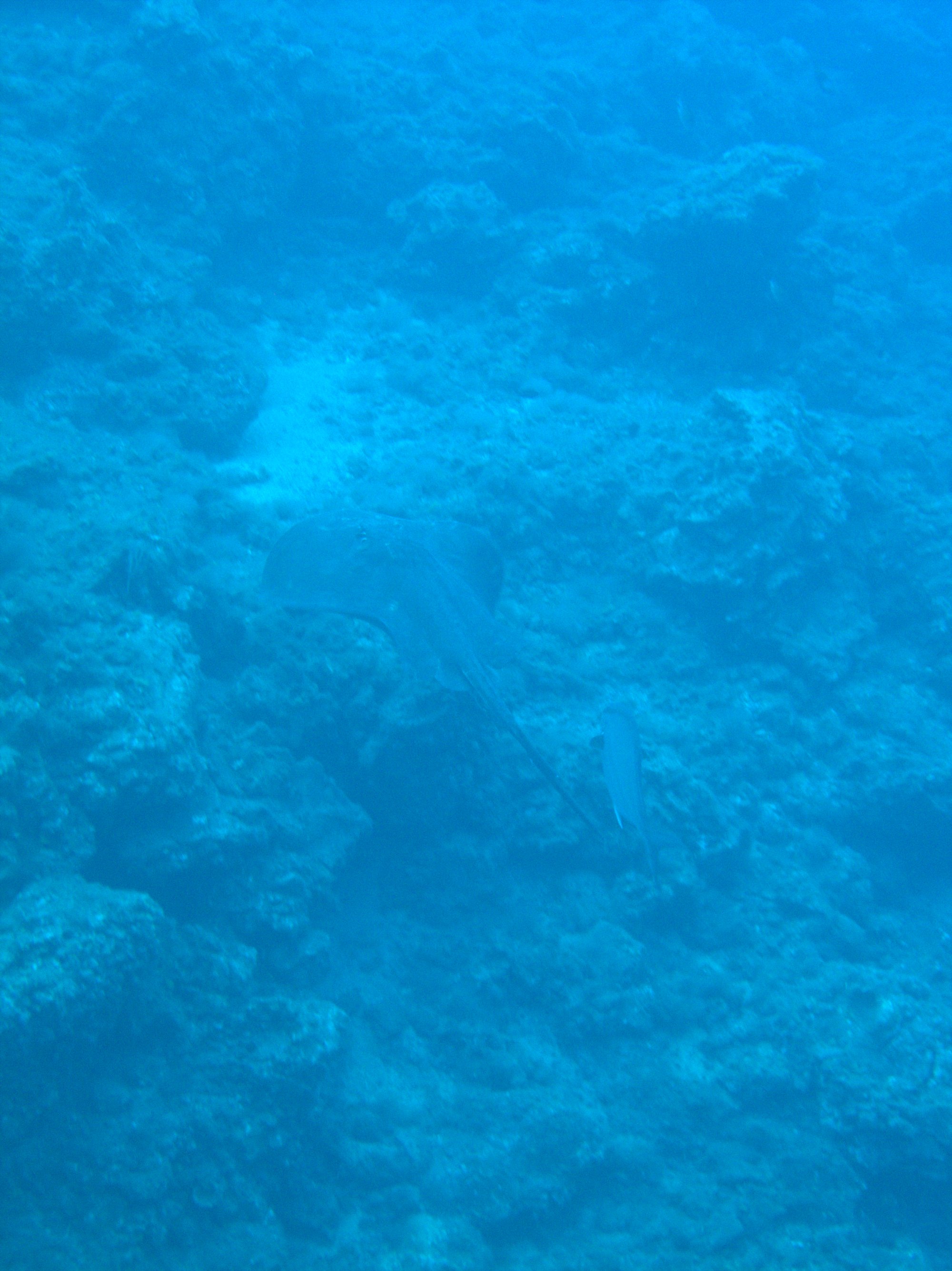 Chucho, Common Stingray
