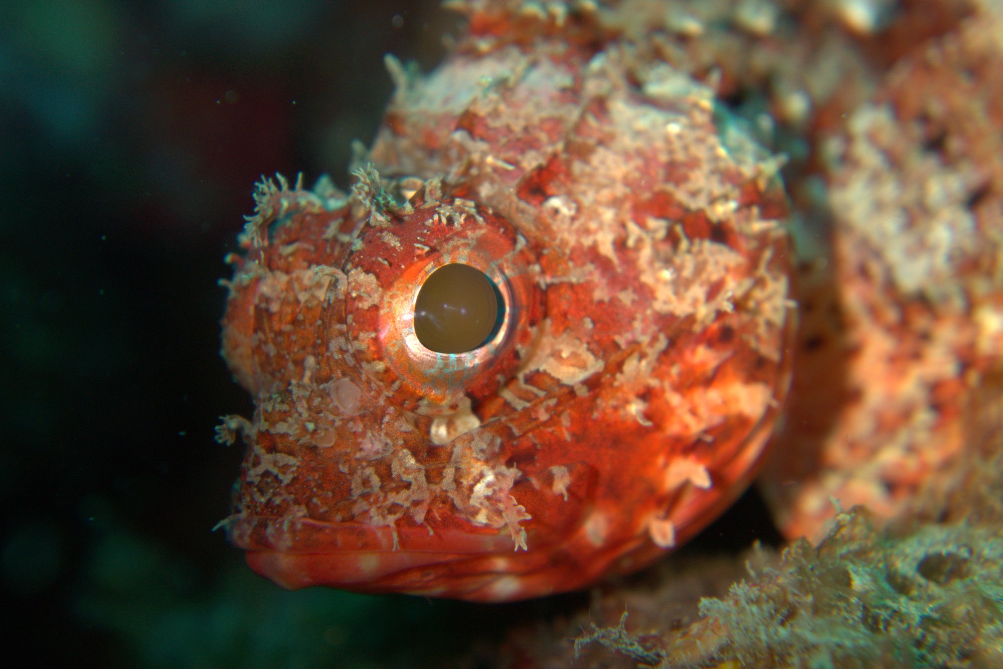 Scorpionfish