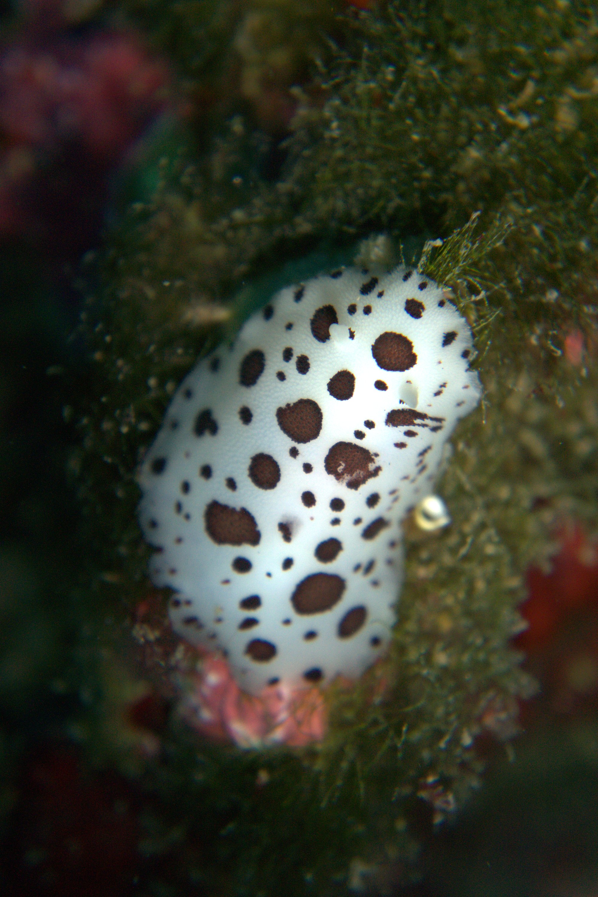 Discodoris Atromaculata, Spotted Doris, Vaquita Suiza