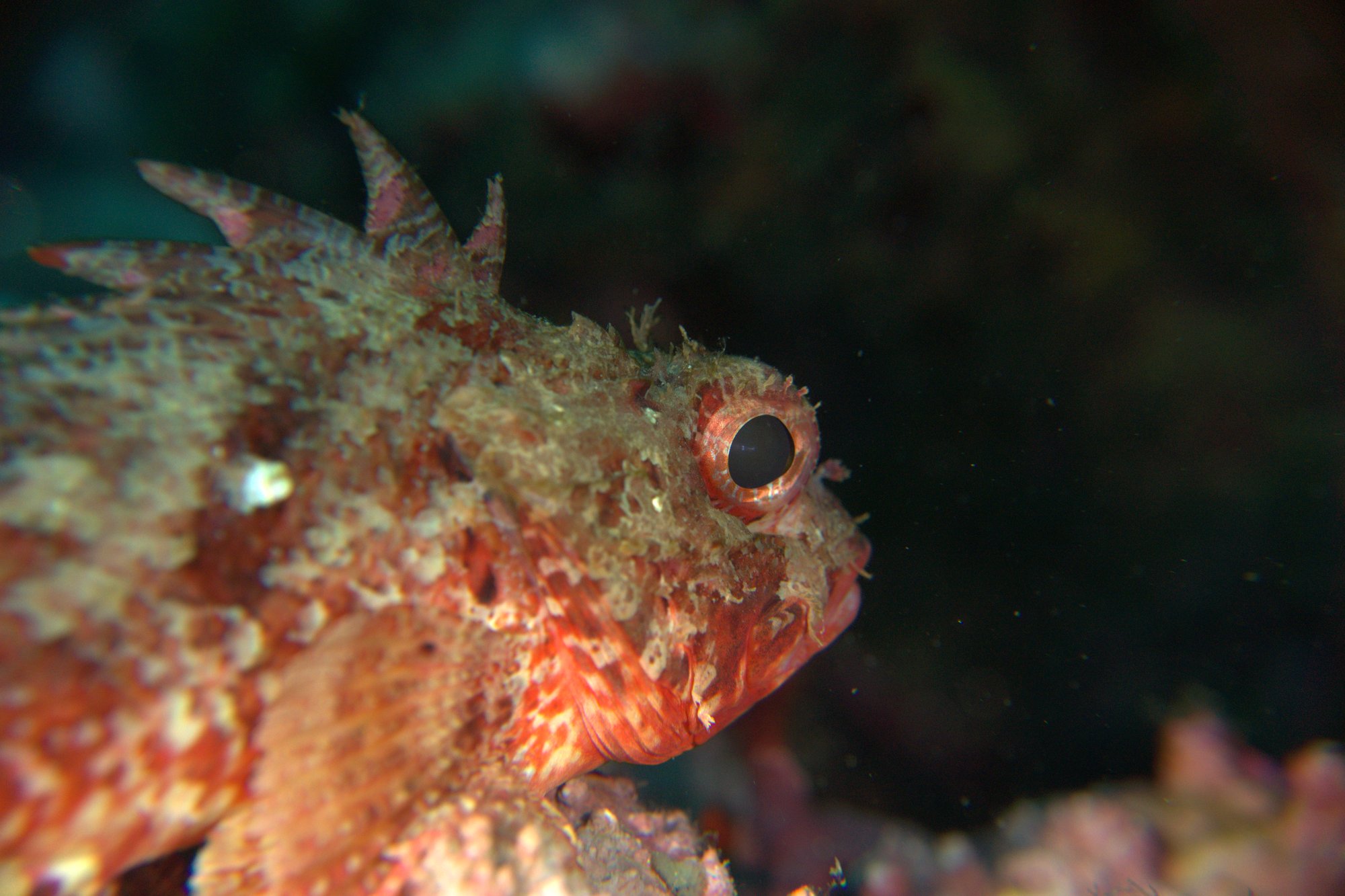 Scorpionfish