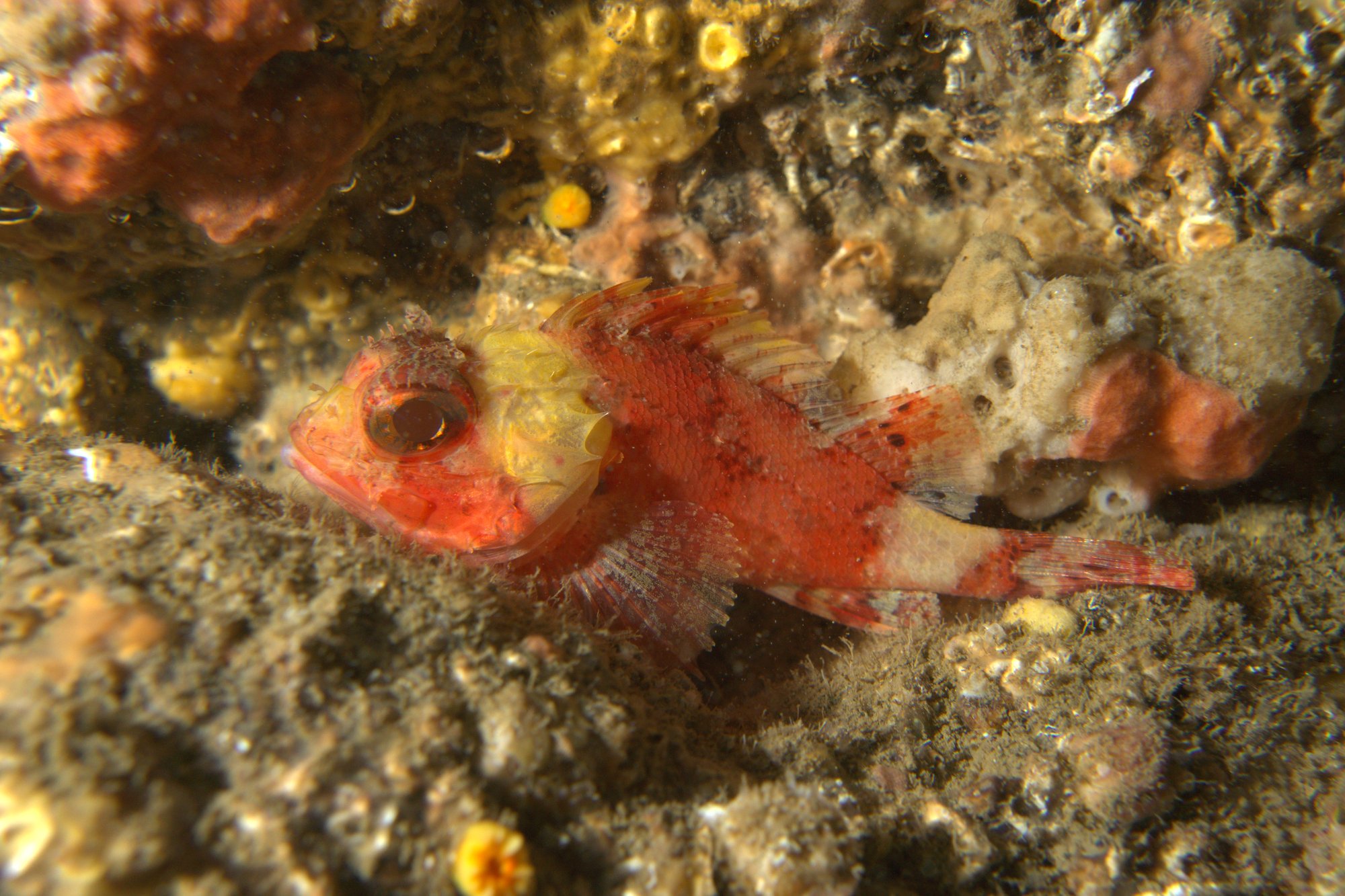 Scorpionfish