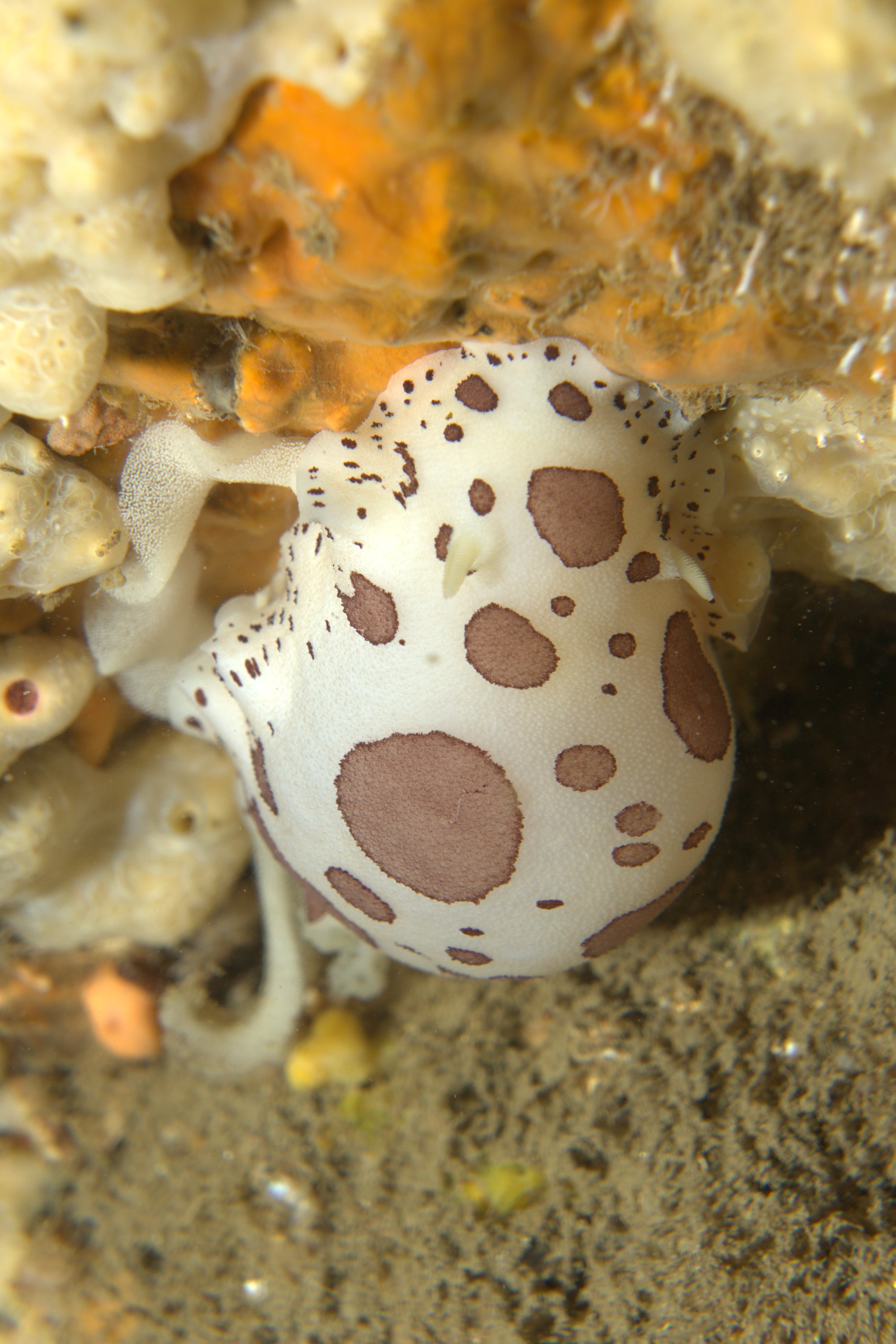 Discodoris Atromaculata, Spotted Doris, Vaquita Suiza