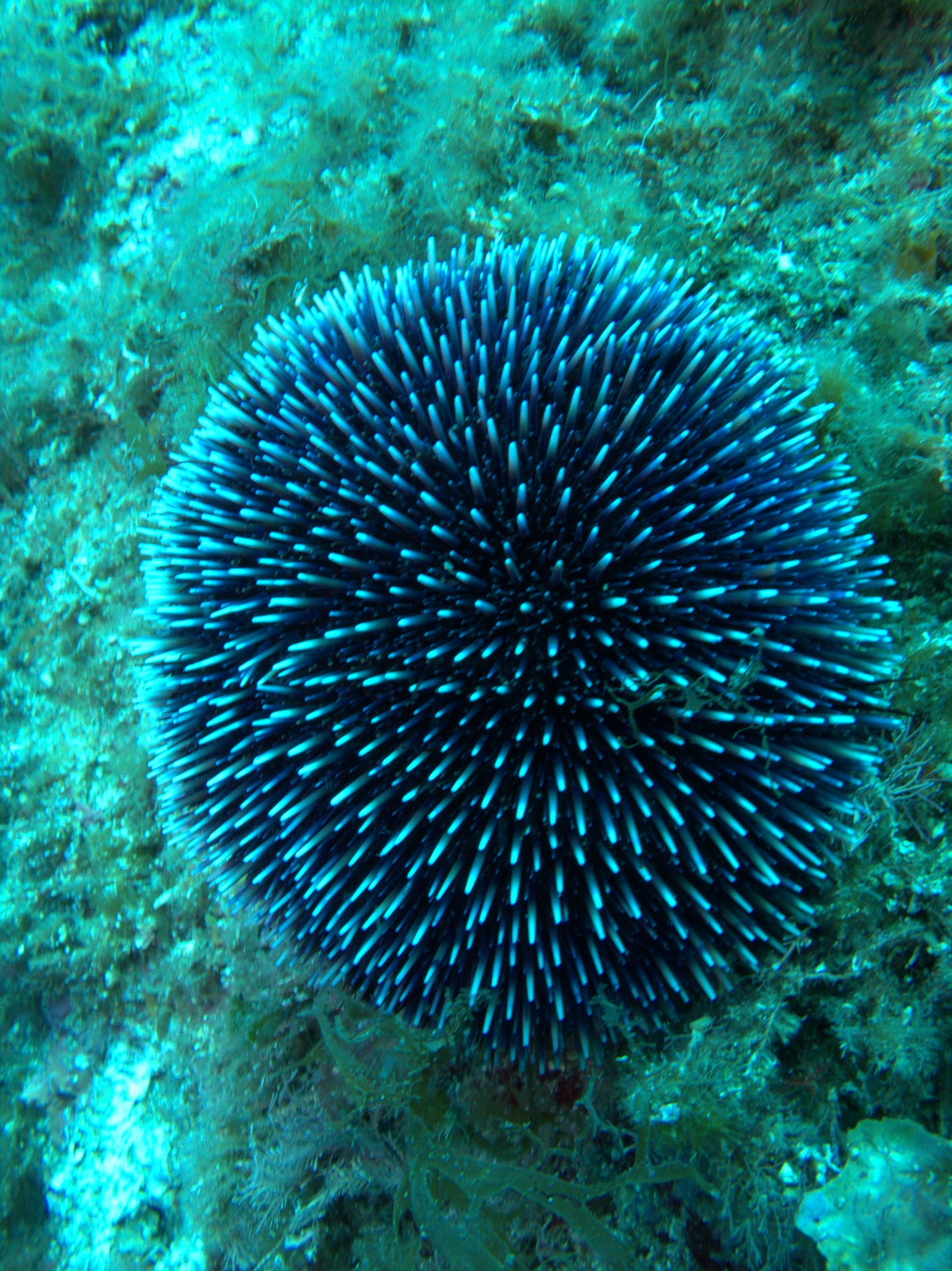 Echinus Esculentus, Sea Urchin