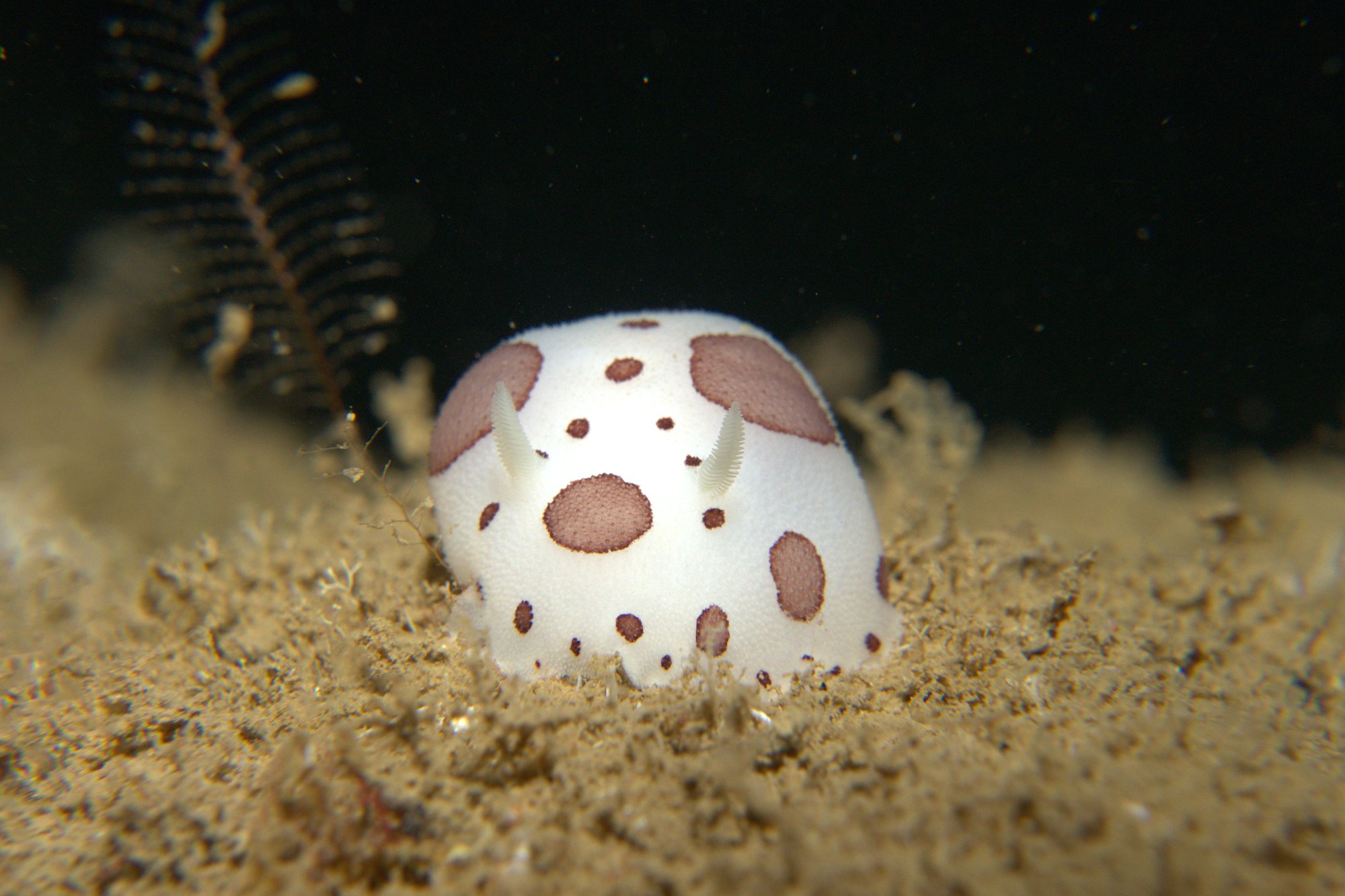 Discodoris Atromaculata, Spotted Doris, Vaquita Suiza