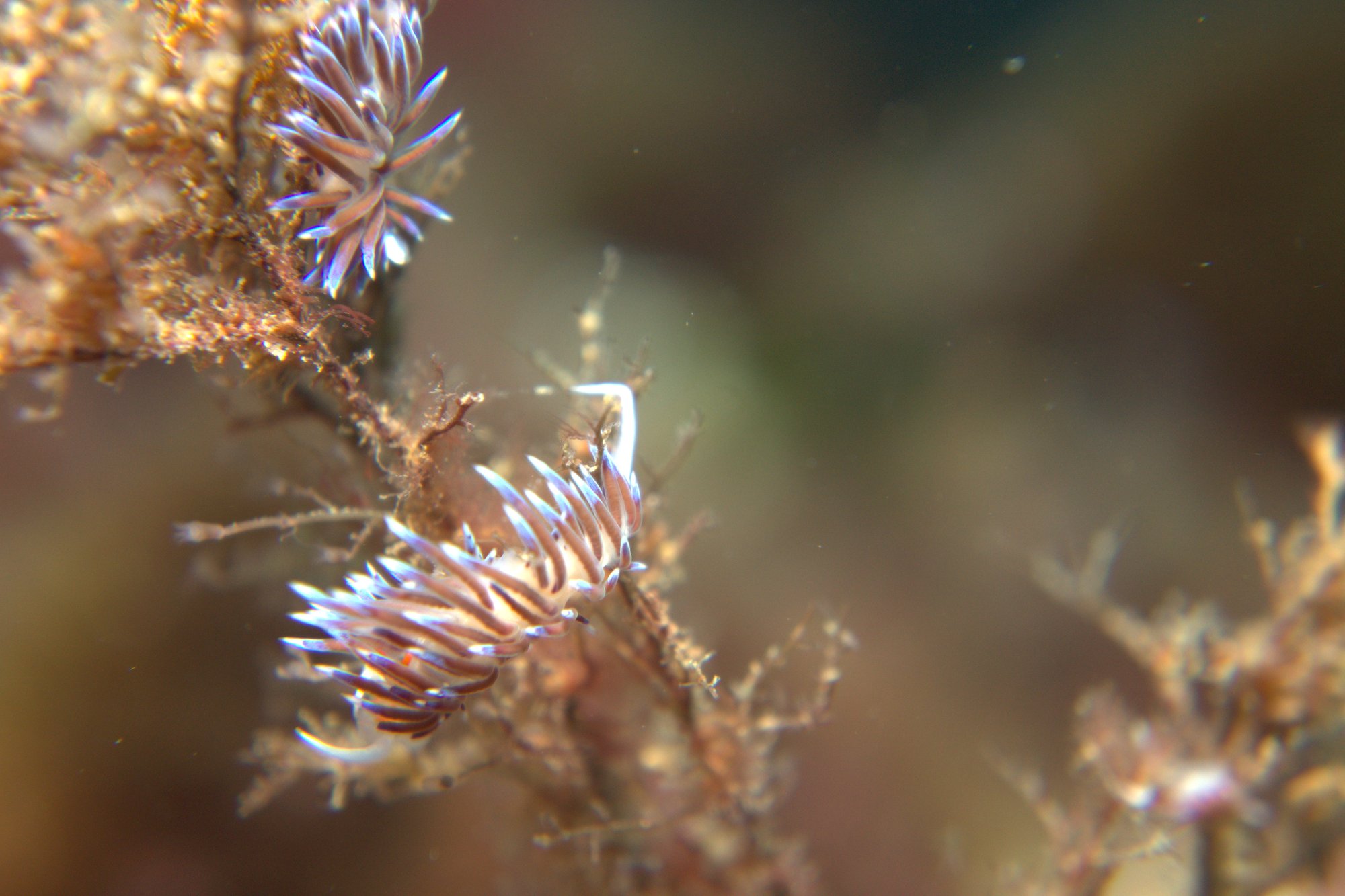 Cratera Peregrina, Nudibranch