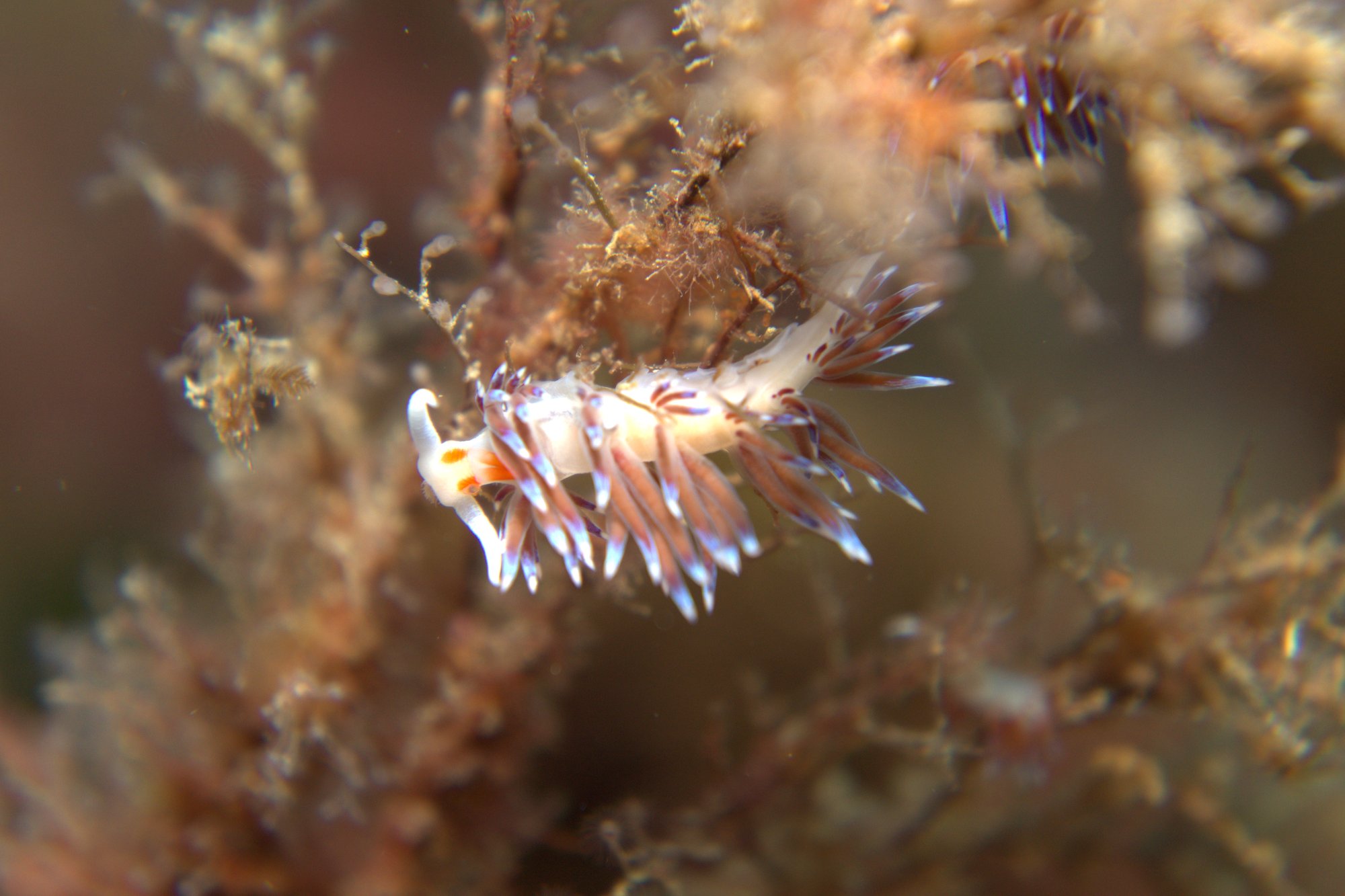 Cratera Peregrina, Nudibranch