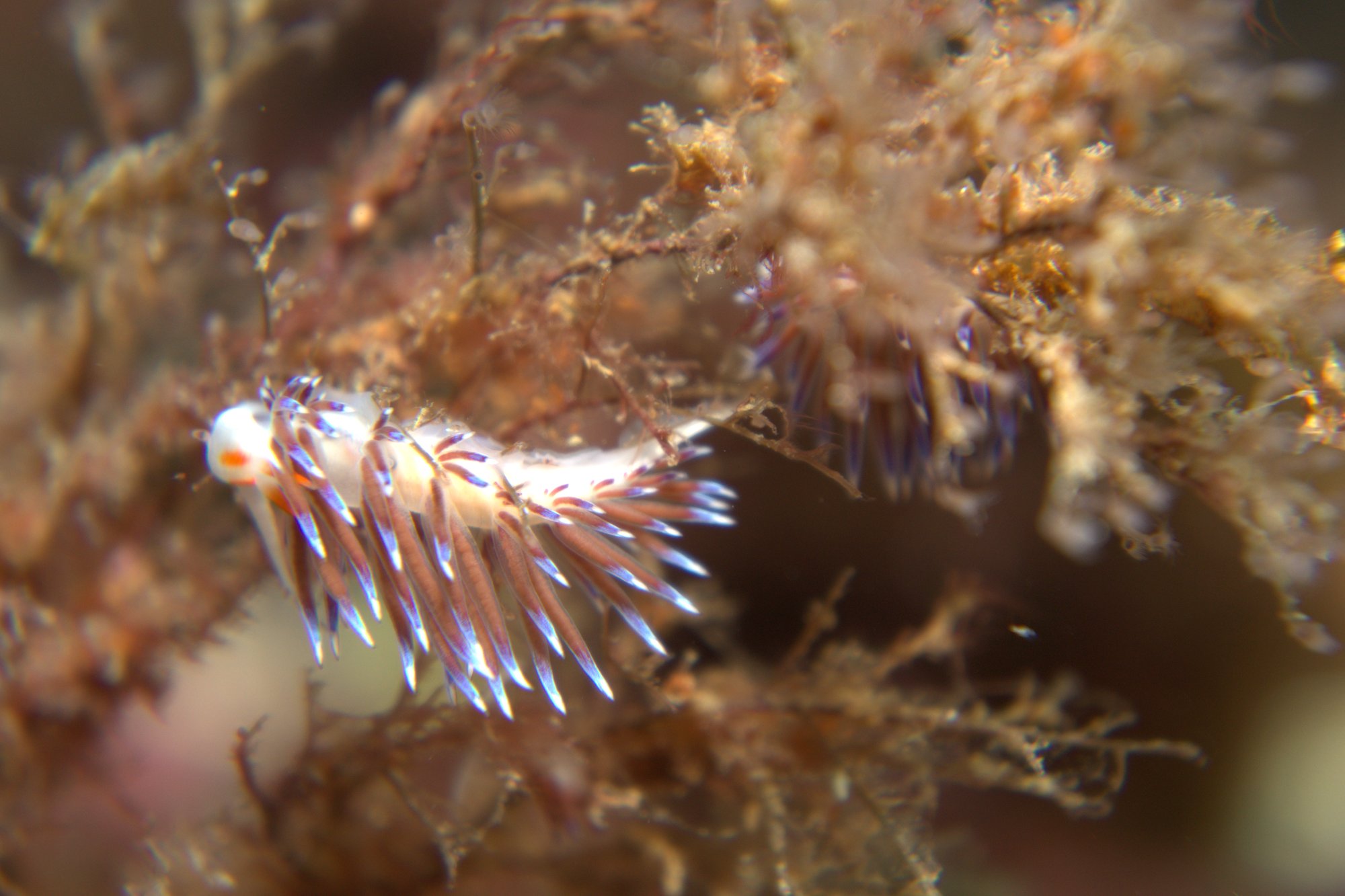 Cratera Peregrina, Nudibranch