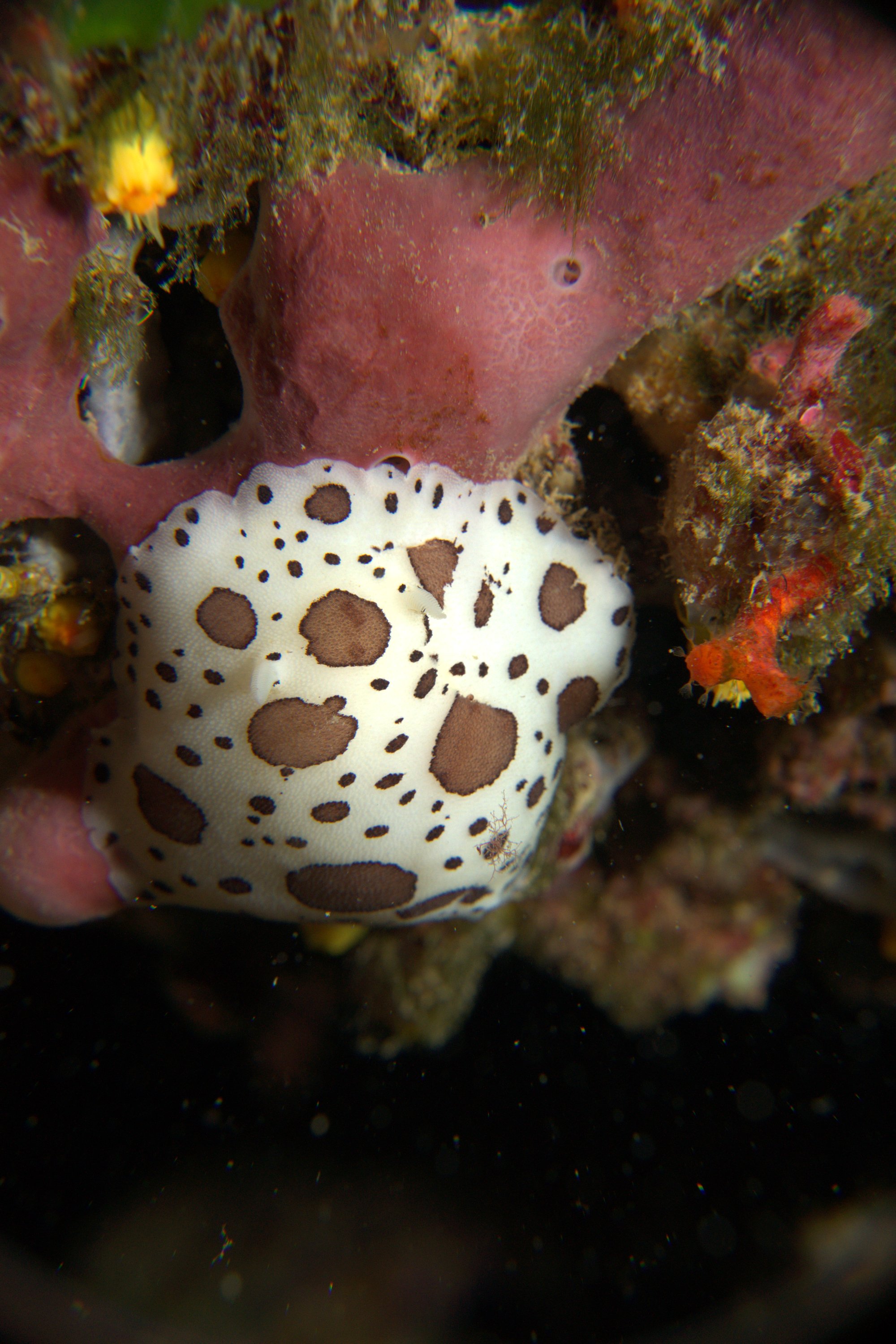 Discodoris Atromaculata, Spotted Doris, Vaquita Suiza