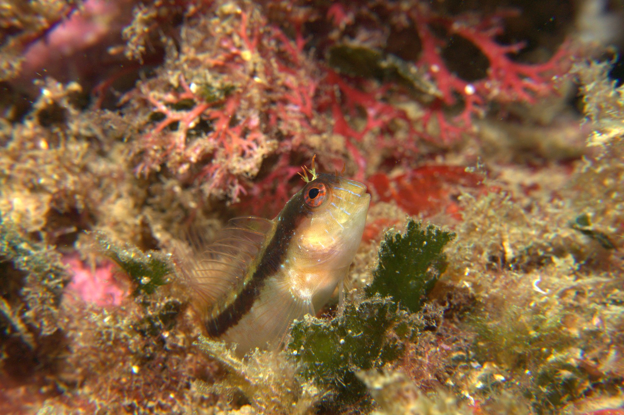 Blenny