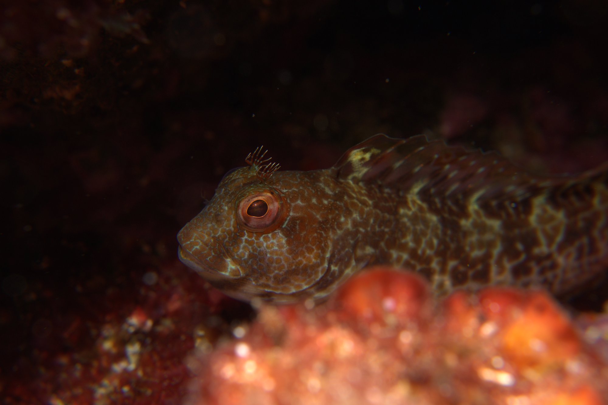 Blenny