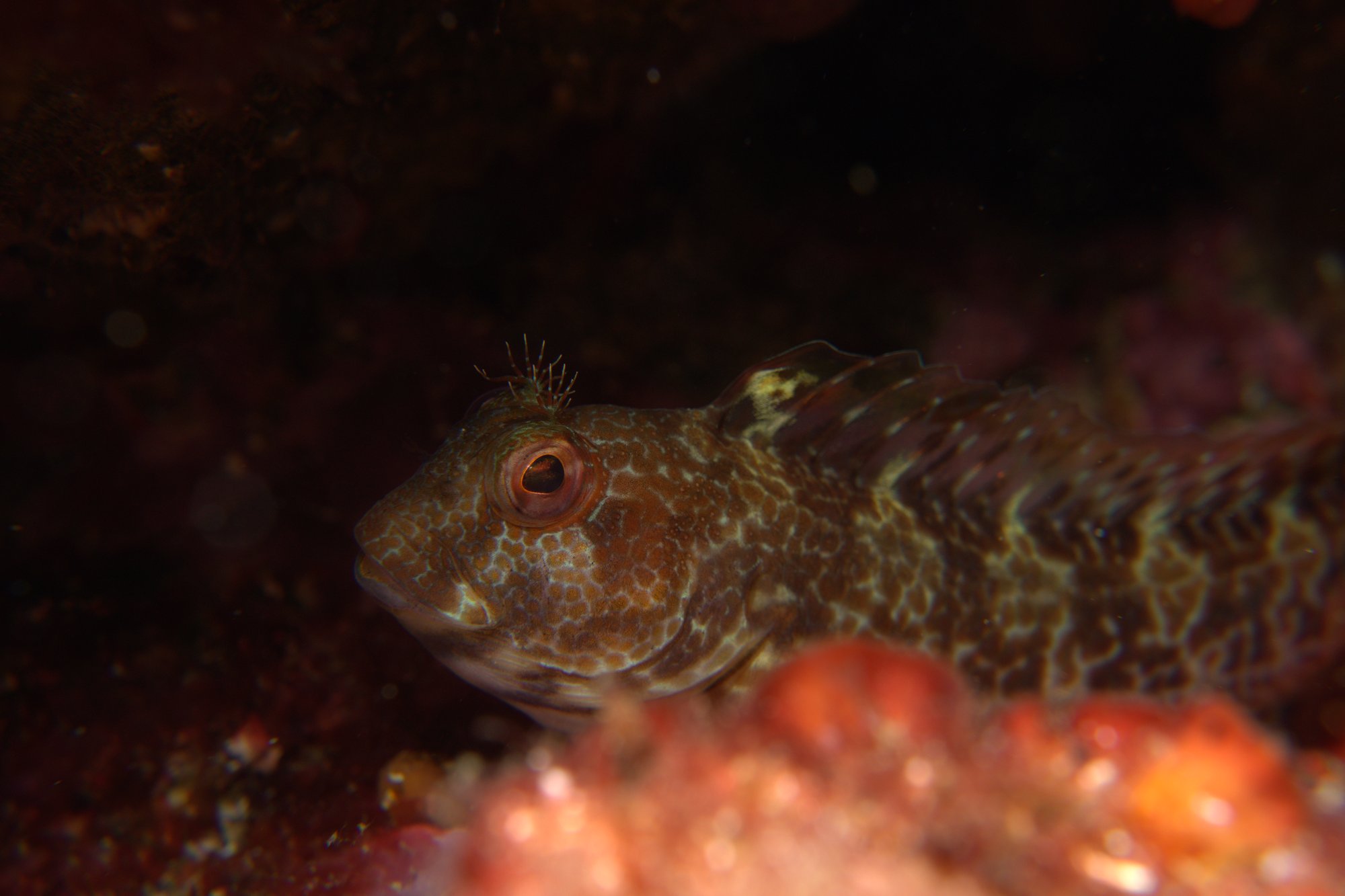 Blenny