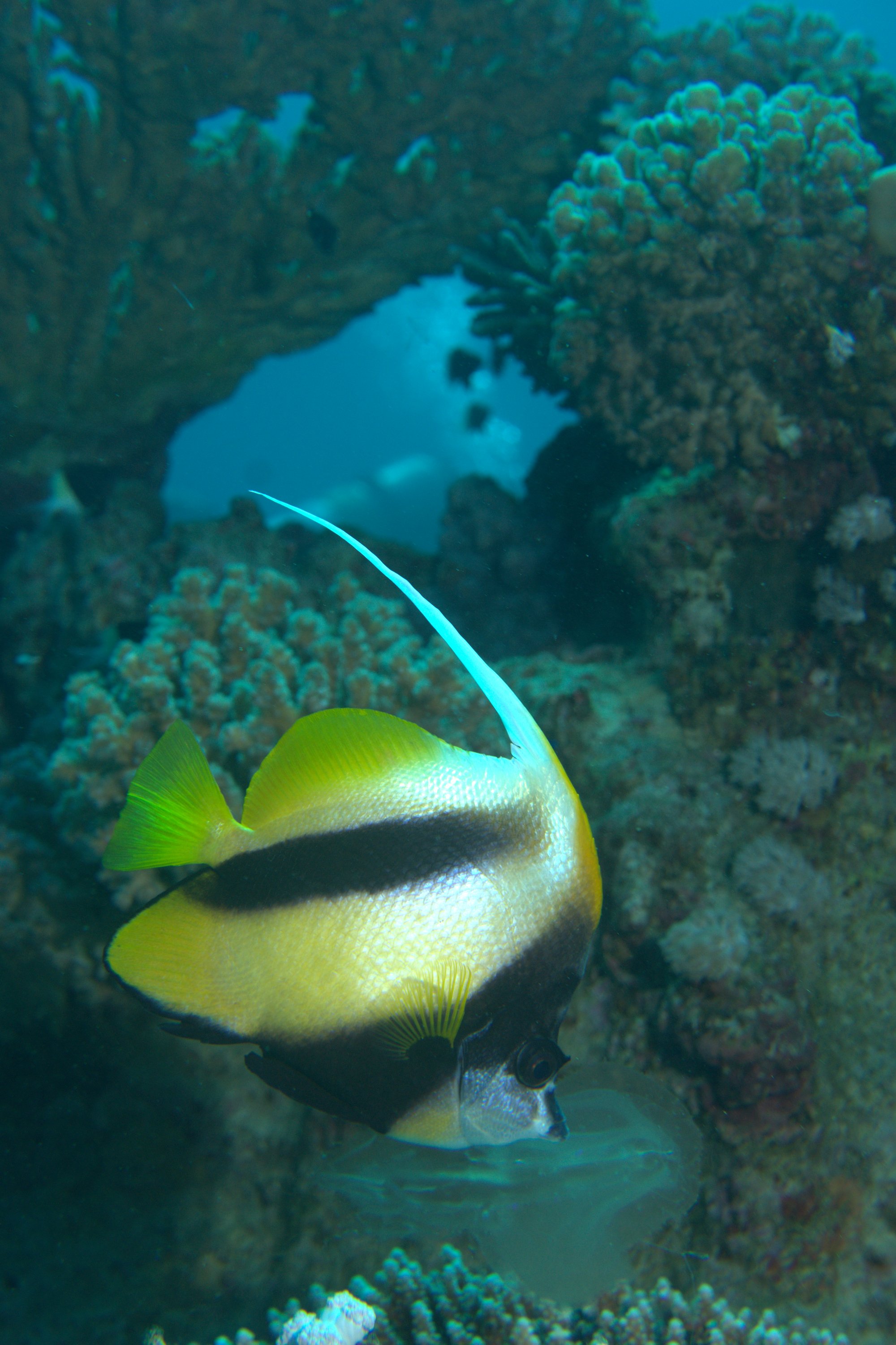Bannerfish