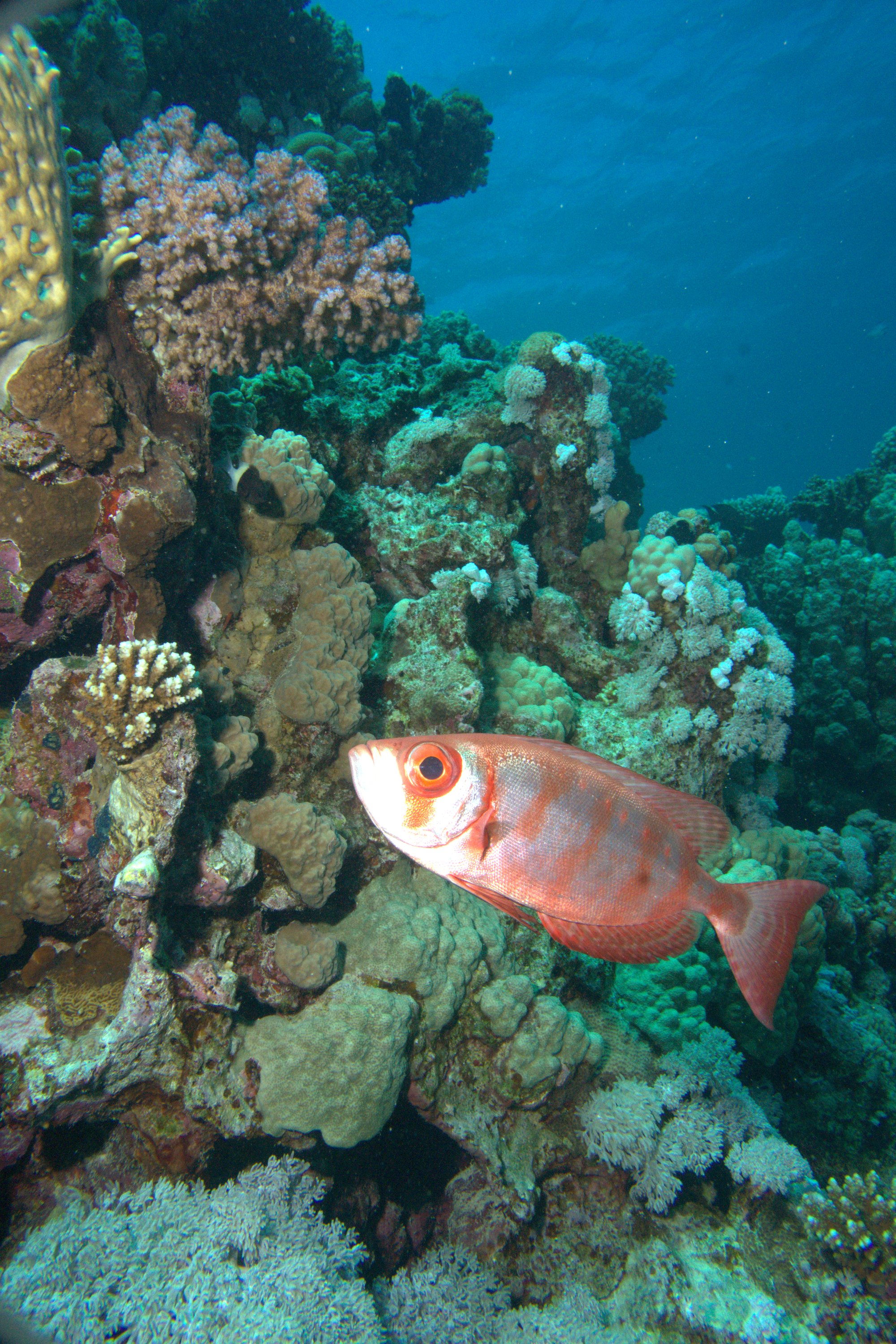 Crescent-Tail Bigeye