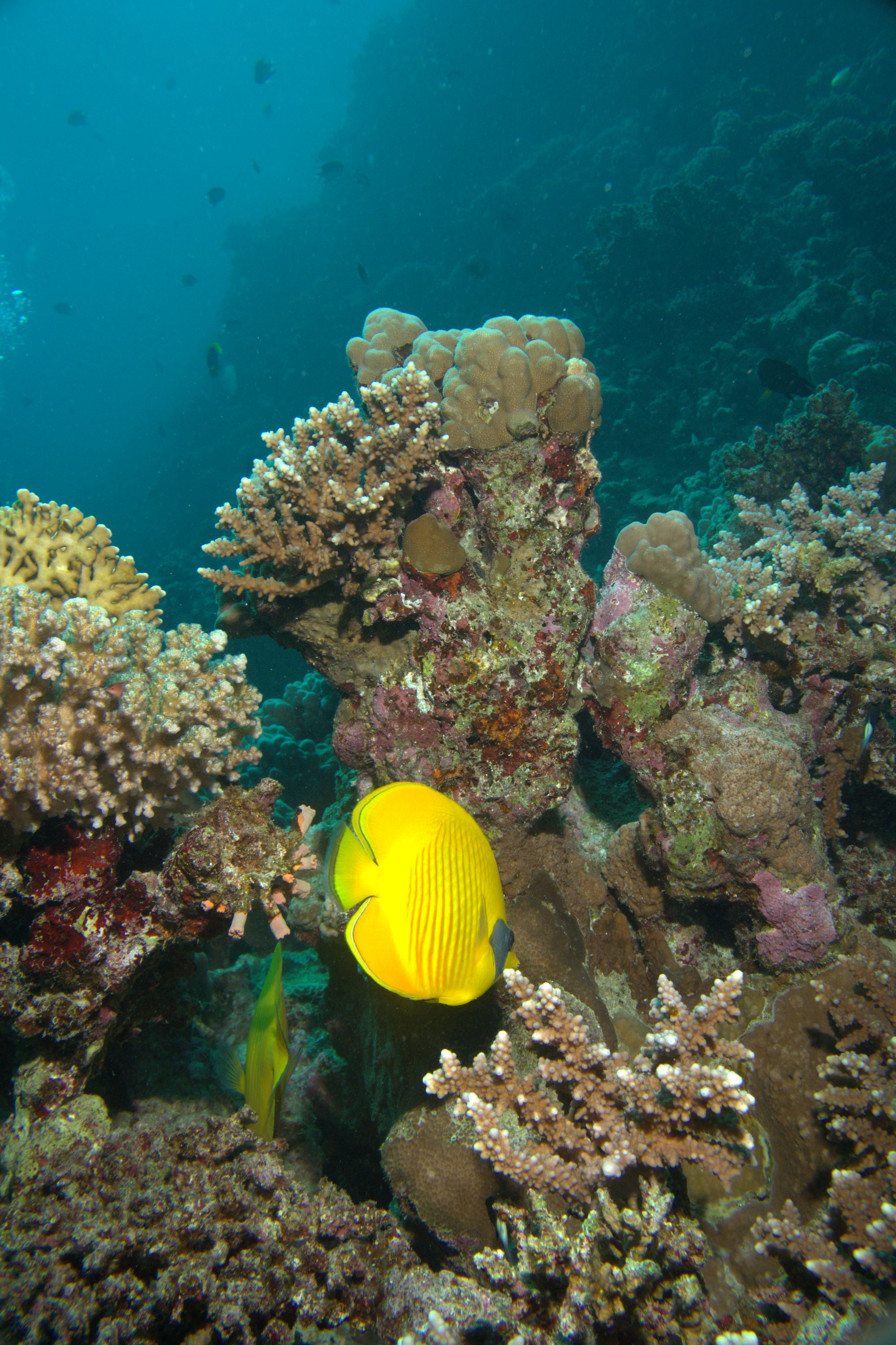 Butterflyfish