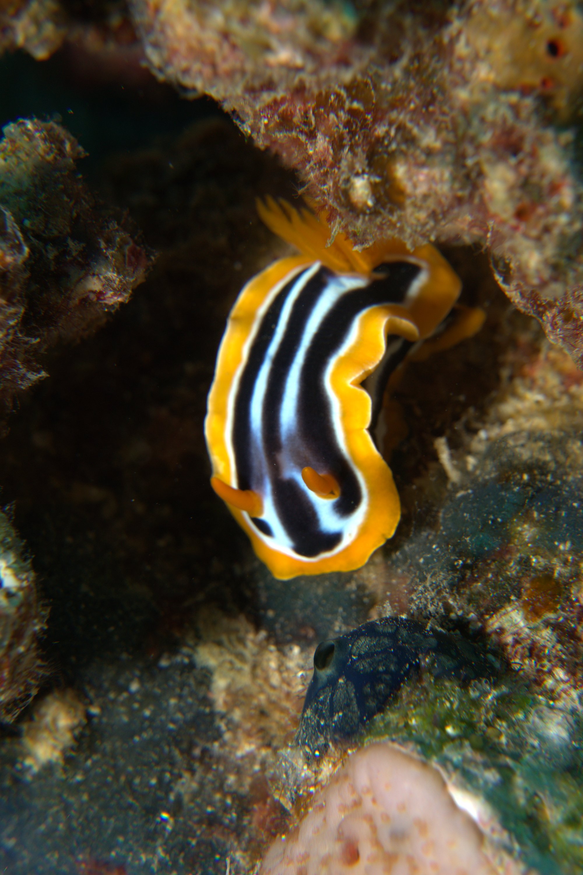 Chromodoris Africana, Nudibranch