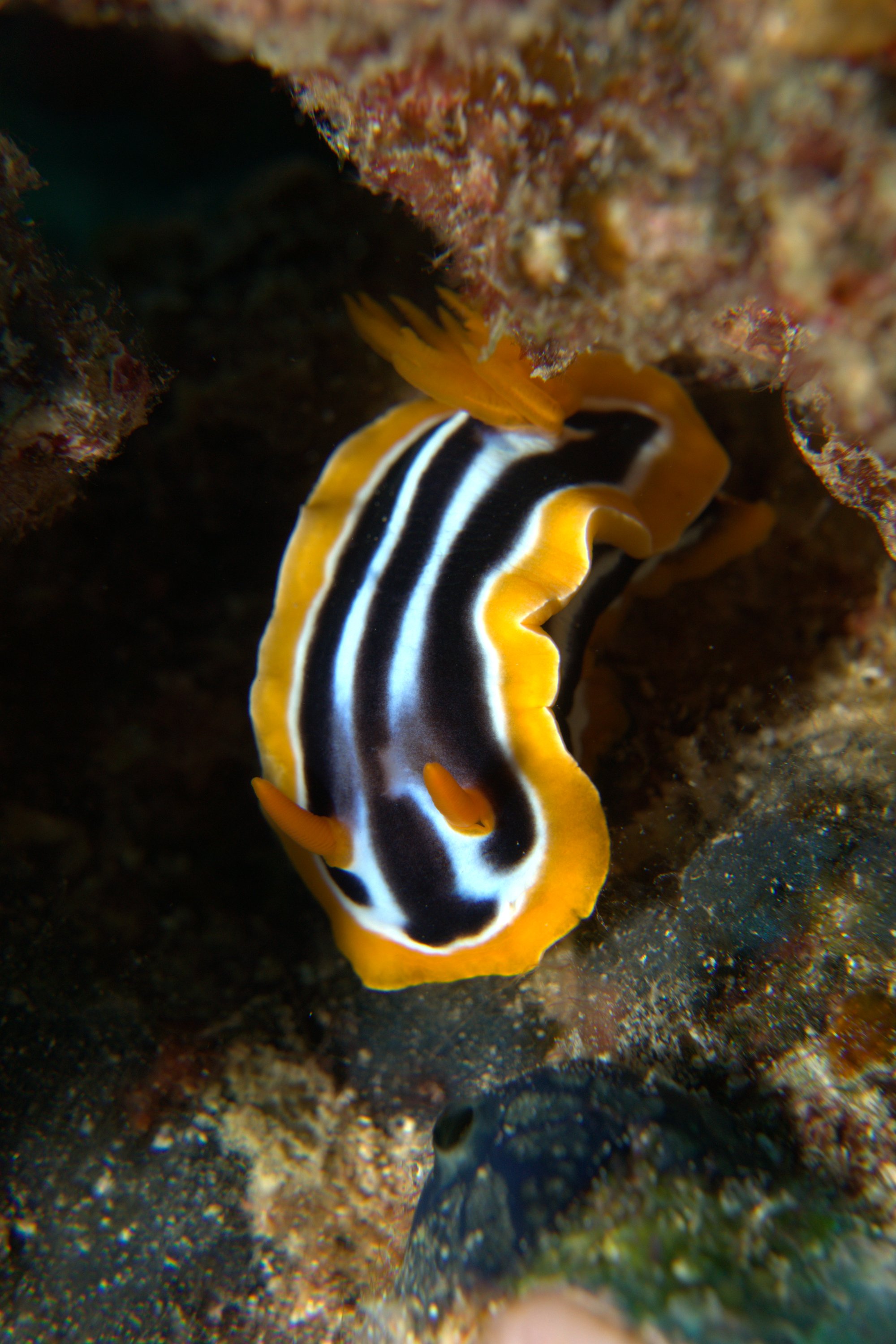 African Chromodorid, Chromodoris Africana, Nudibranch