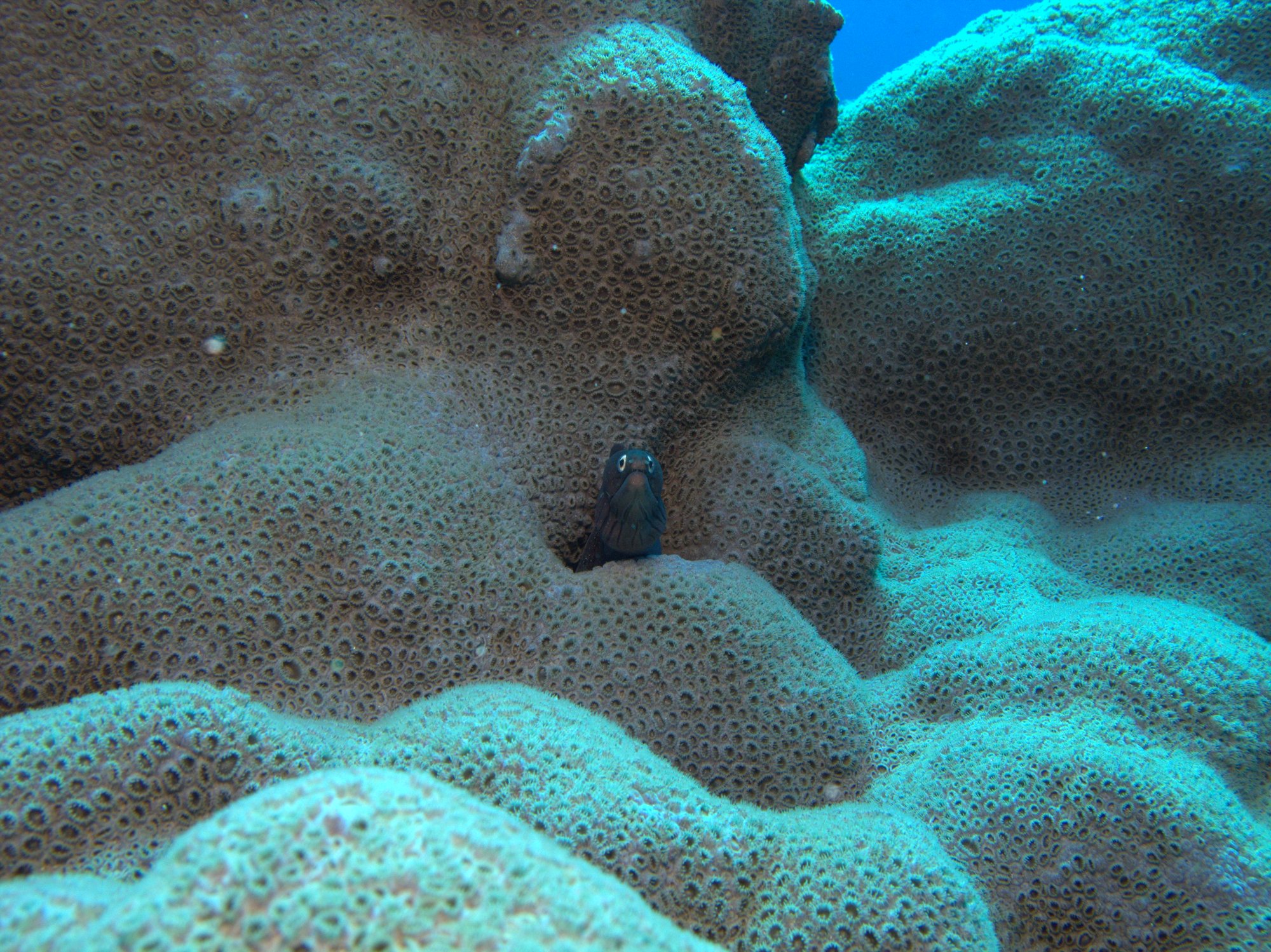 Black Moray, Caribbean Sea Mat, Palitoa Coral