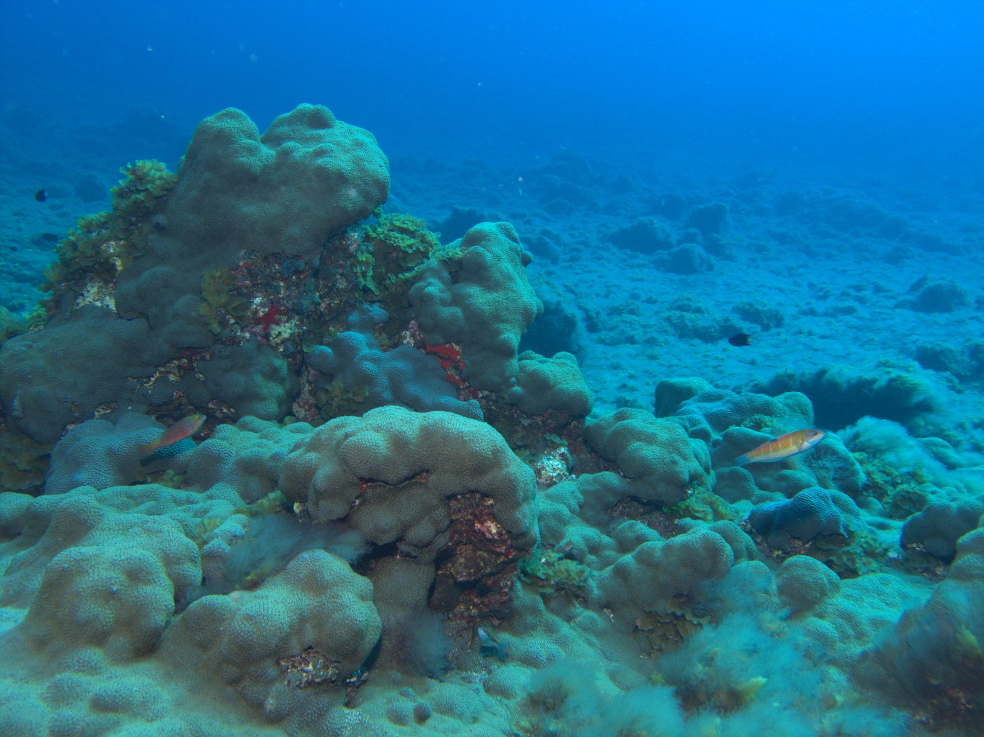 Caribbean Sea Mat, Palitoa Coral