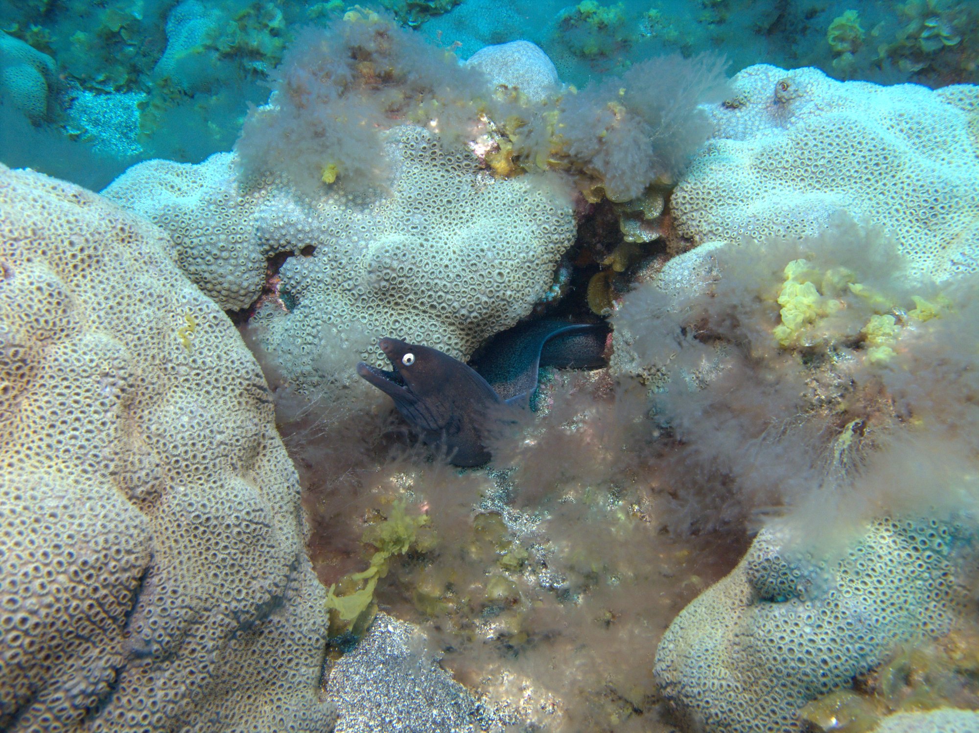 Black Moray, Caribbean Sea Mat, Palitoa Coral