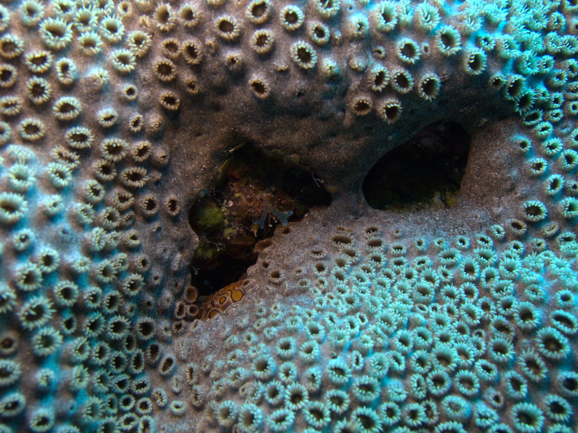 Caribbean Sea Mat, Harlequin Crab, Palitoa Coral